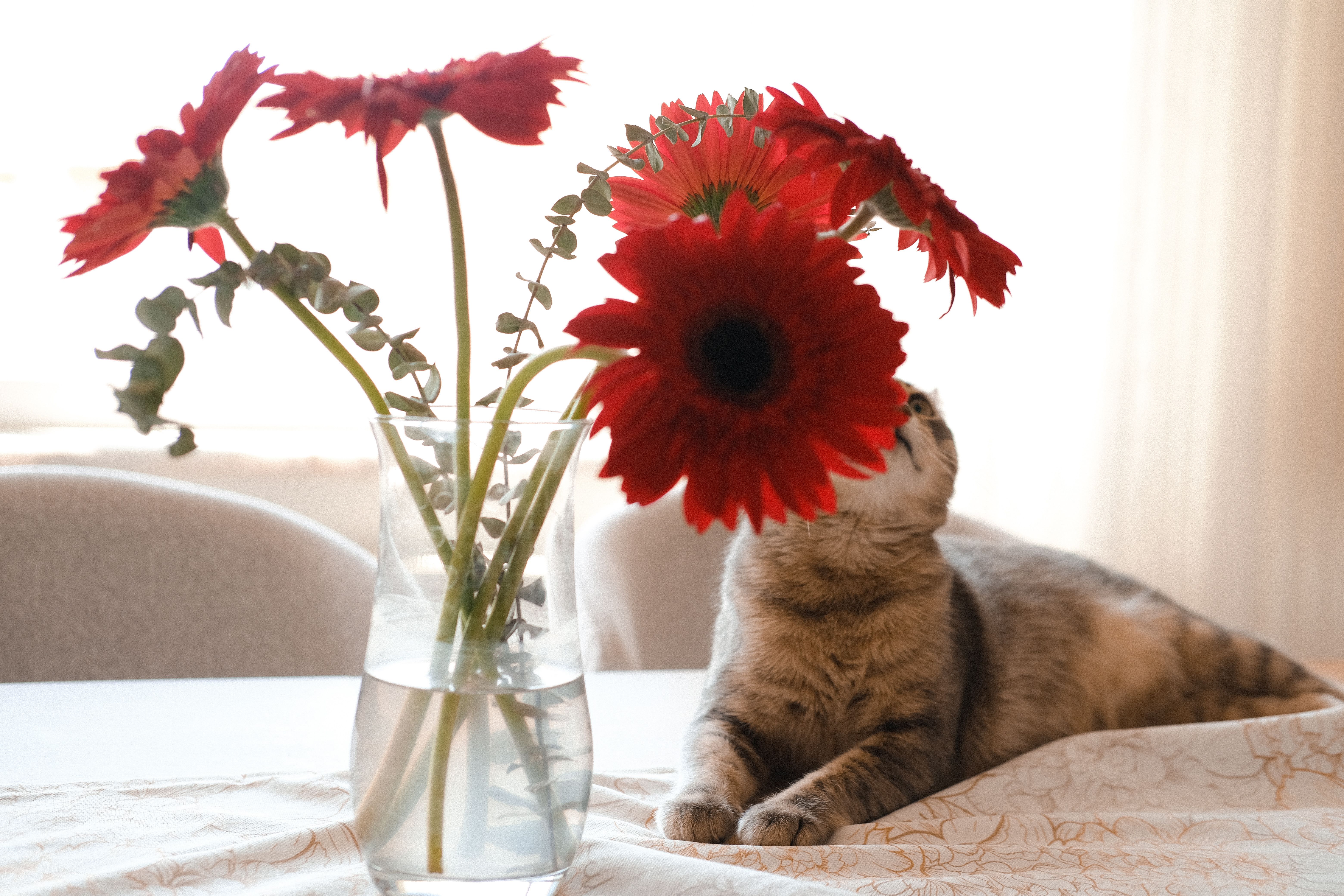 A curious cat sniffing a colorful bouquet of Gerbera daisies, showing cat-safe flower options for pet owners