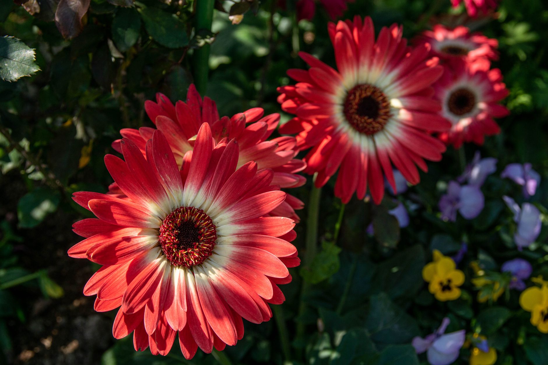 A curious cat sniffing a colorful bouquet of Gerbera daisies, showing cat-safe flower options for pet owners