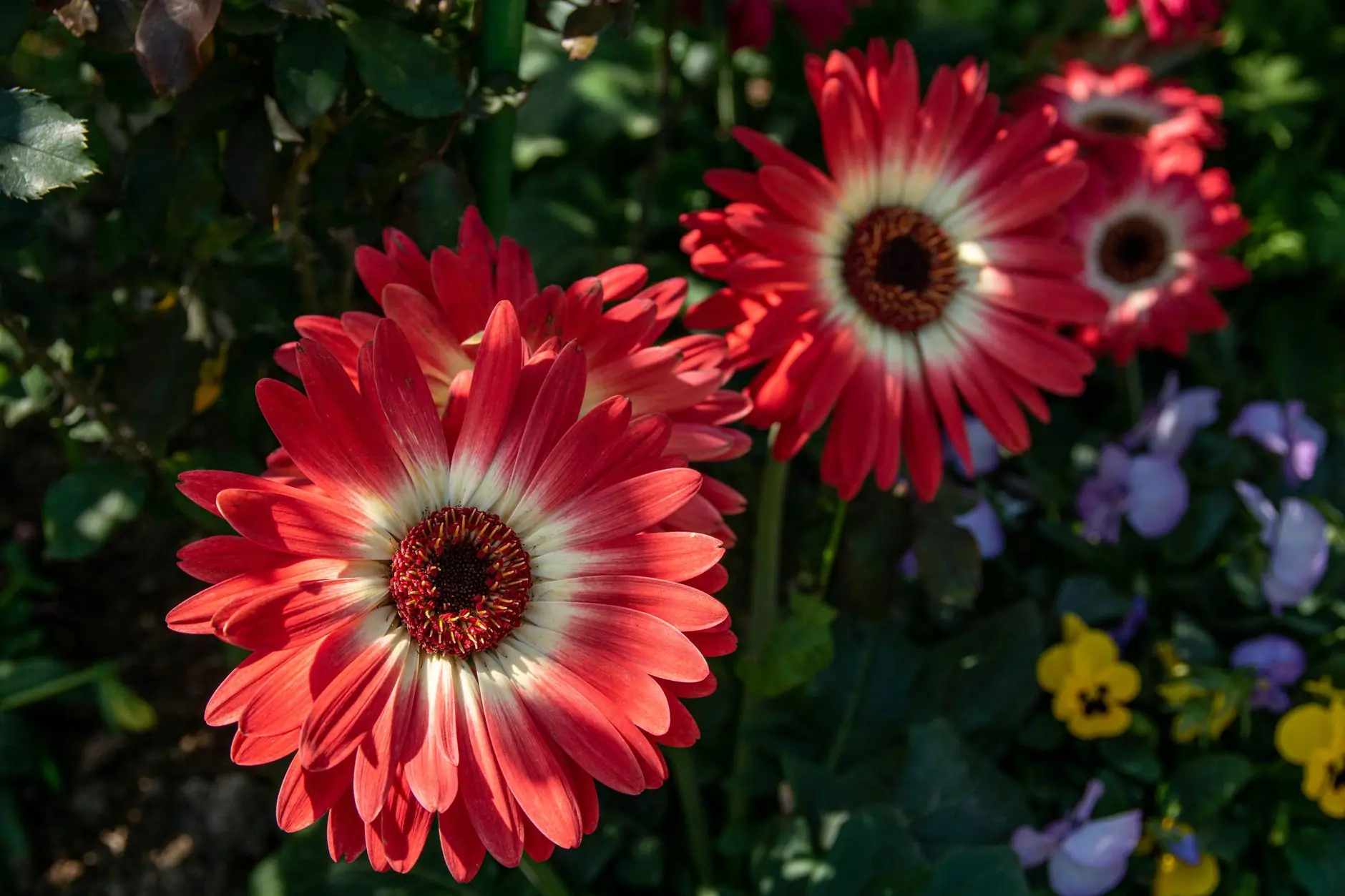 A curious cat sniffing a colorful bouquet of Gerbera daisies, showing cat-safe flower options for pet owners