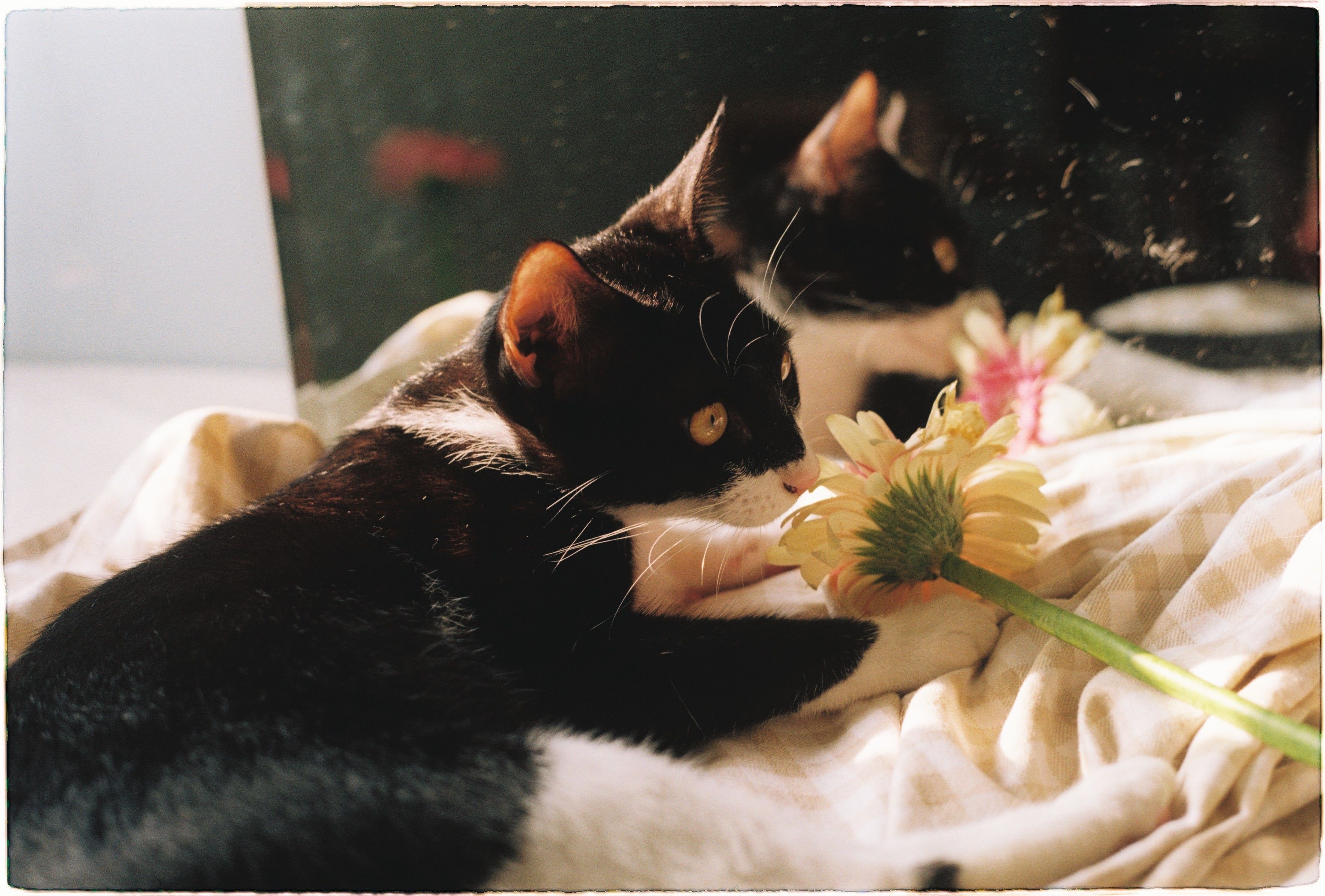 A curious cat sniffing a colorful bouquet of Gerbera daisies, showing cat-safe flower options for pet owners