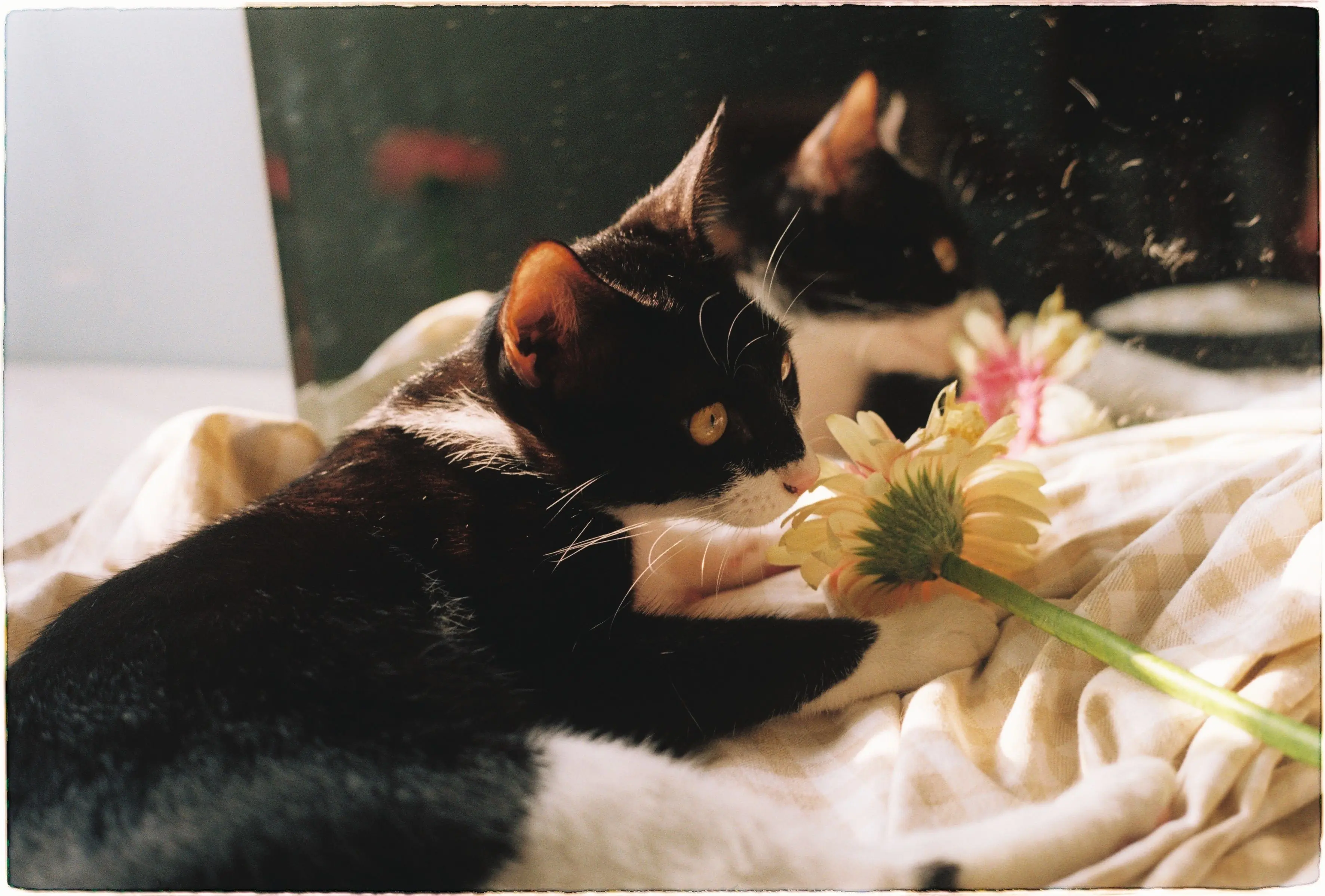 A curious cat sniffing a colorful bouquet of Gerbera daisies, showing cat-safe flower options for pet owners