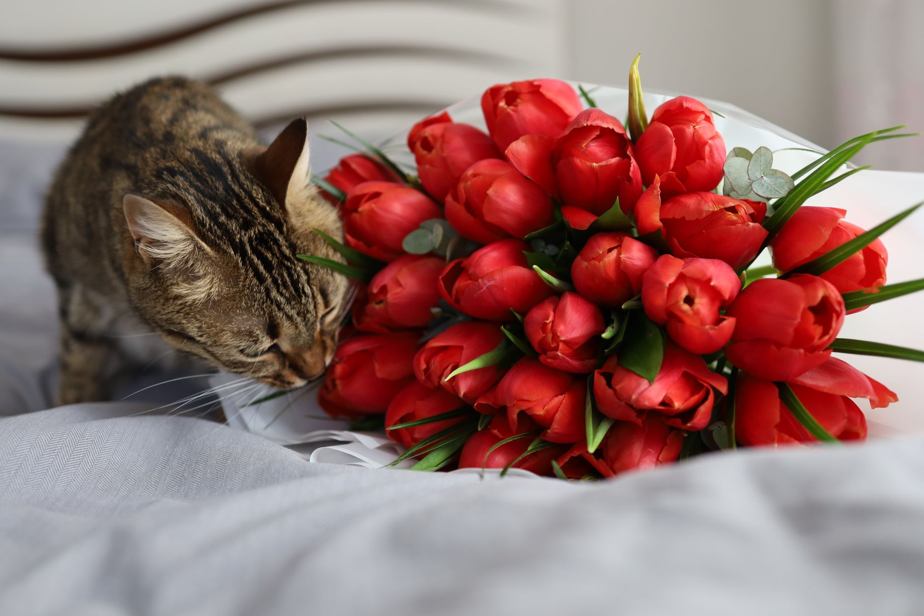 A curious cat sniffing a colorful bouquet of Gerbera daisies, showing cat-safe flower options for pet owners