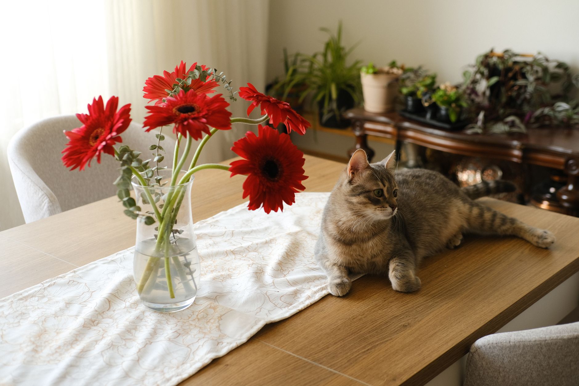 A tabby cat lounging on a table beside a vase of red gerberas in a cozy indoor setting.