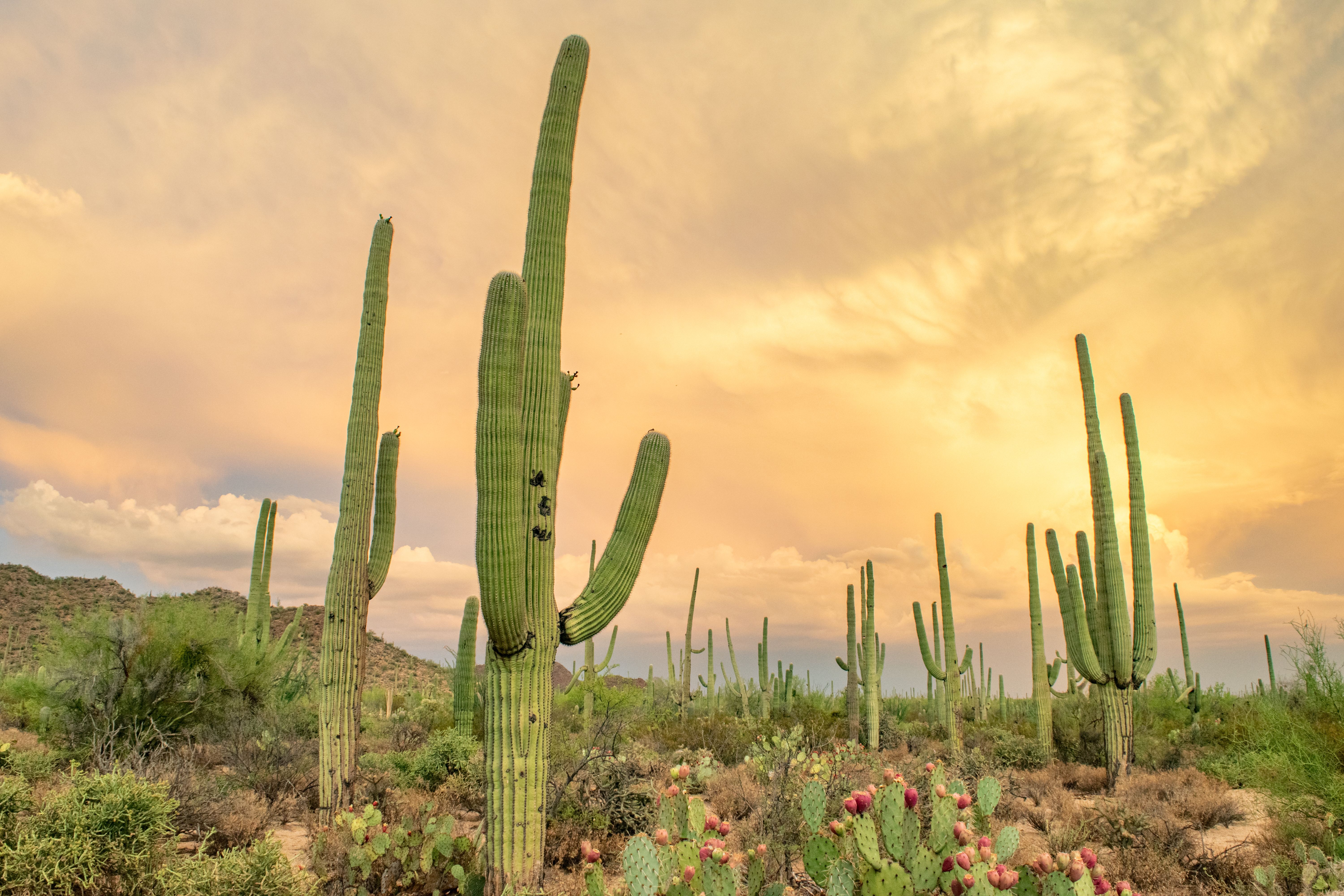 Colorful Arizona native plant garden featuring desert marigolds, globe mallow, and palo verde trees in a water-wise landscape design