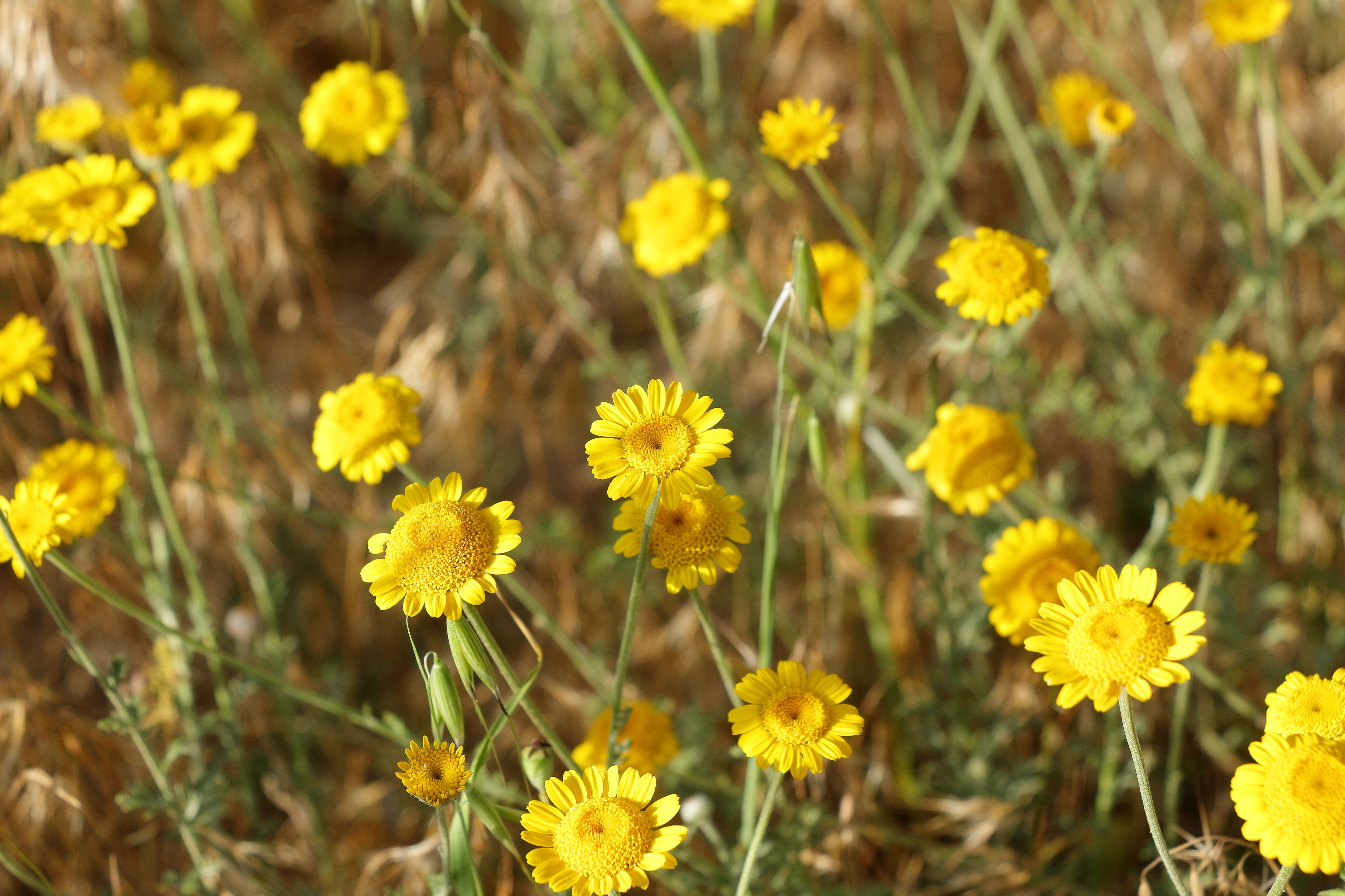 Colorful Arizona native plant garden featuring desert marigolds, globe mallow, and palo verde trees in a water-wise landscape design