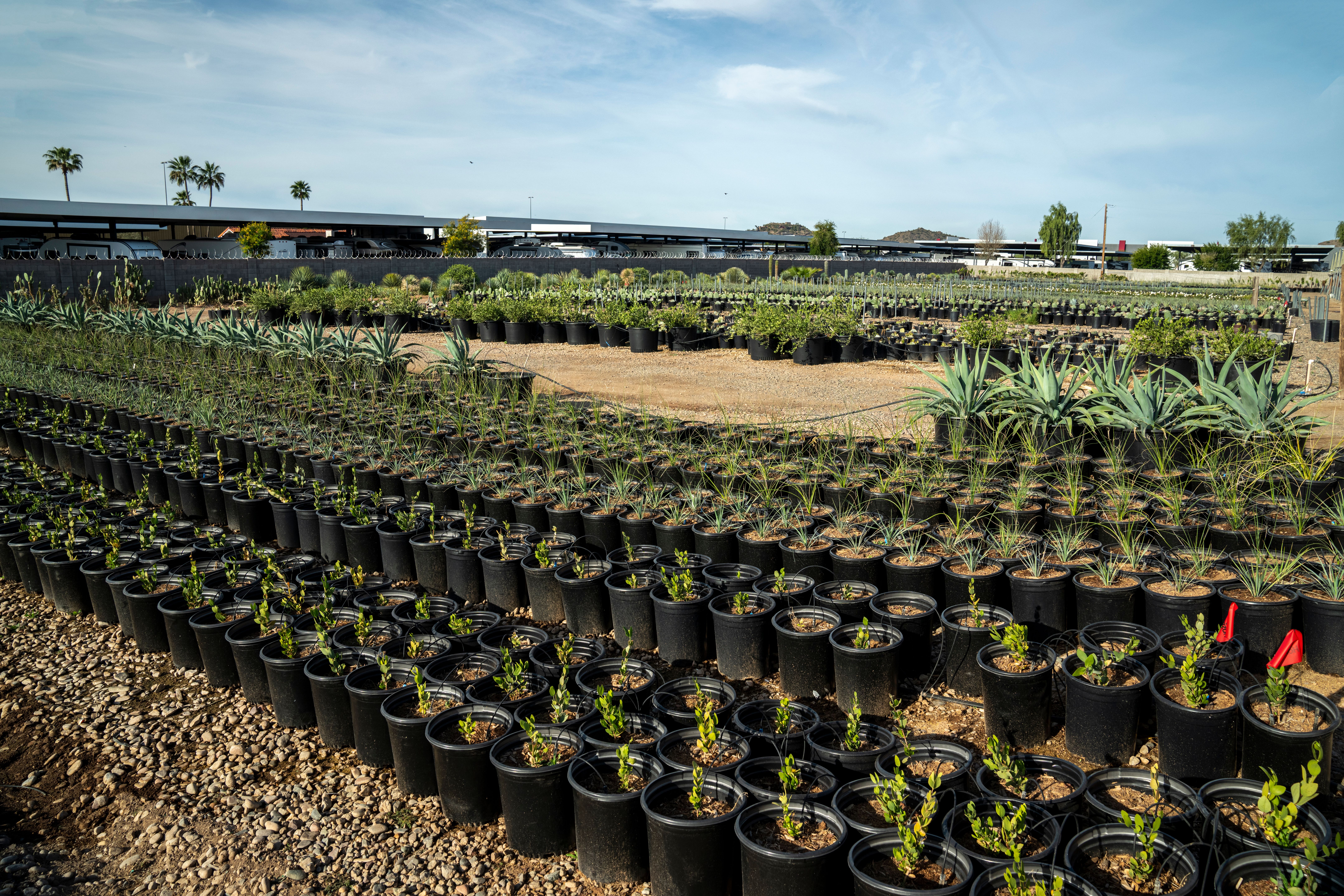 Colorful Arizona native plant garden featuring desert marigolds, globe mallow, and palo verde trees in a water-wise landscape design