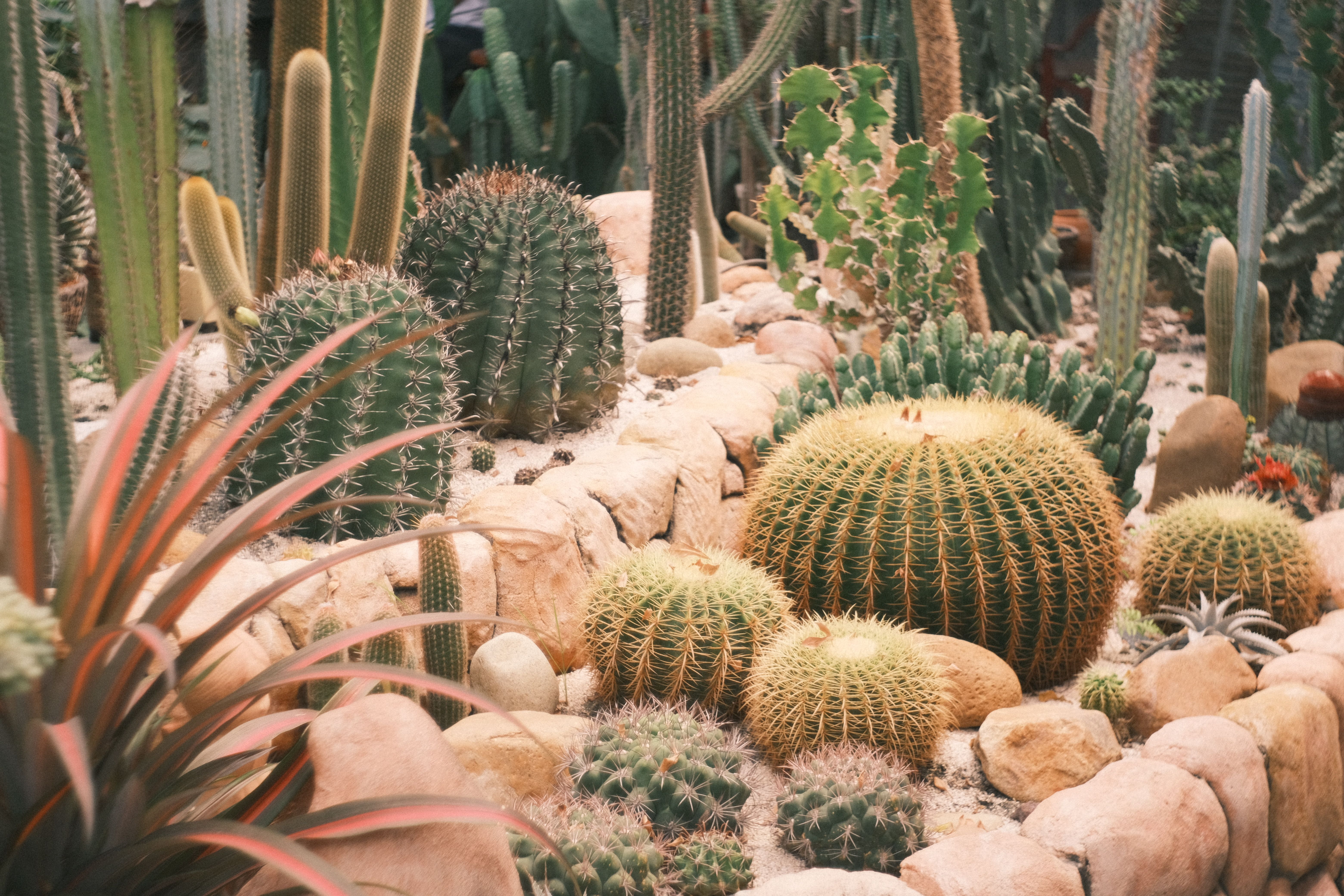 Colorful Arizona native plant garden featuring desert marigolds, globe mallow, and palo verde trees in a water-wise landscape design