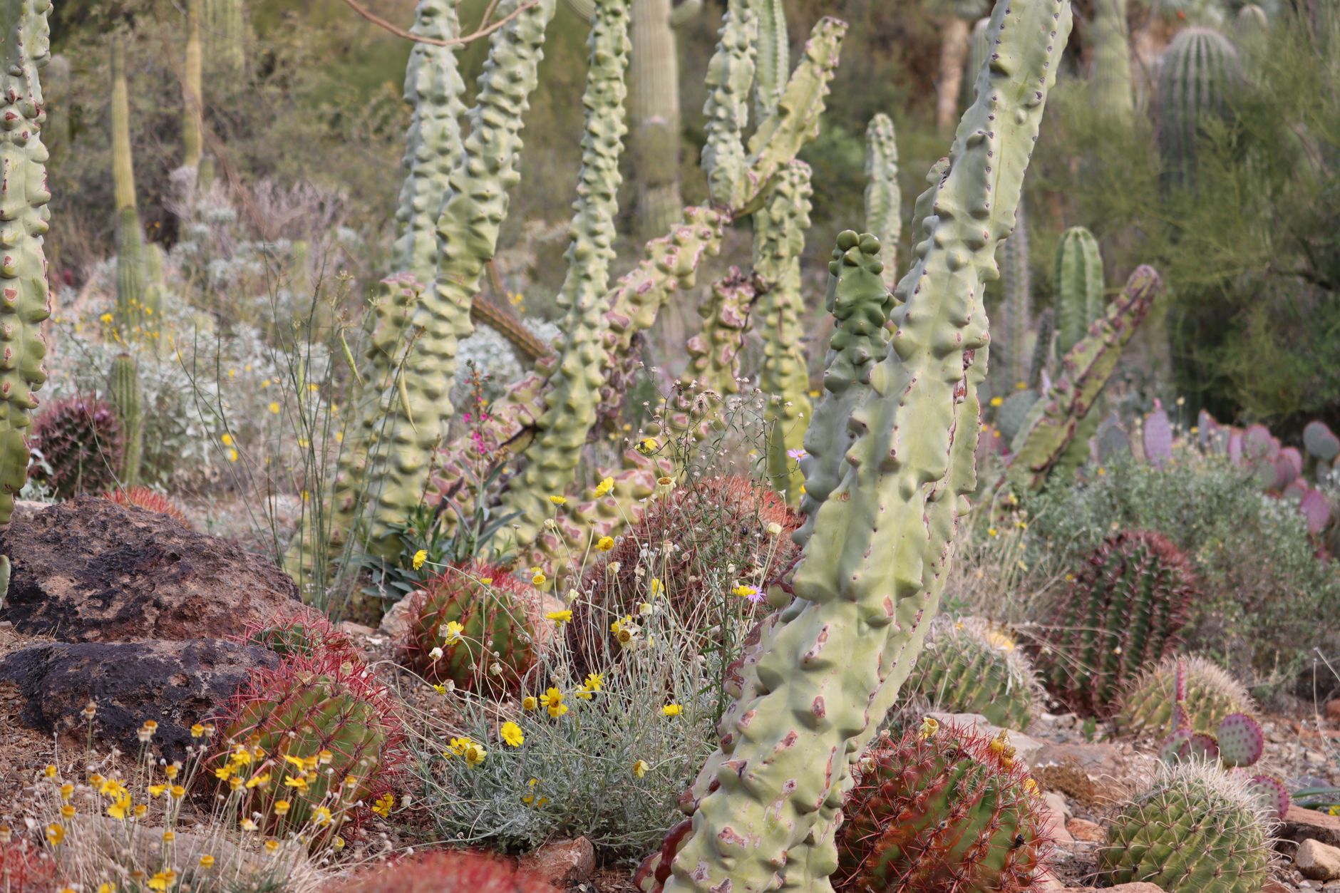 Vibrant desert cacti and wildflowers in Tucson, Arizona's landscape at daytime.