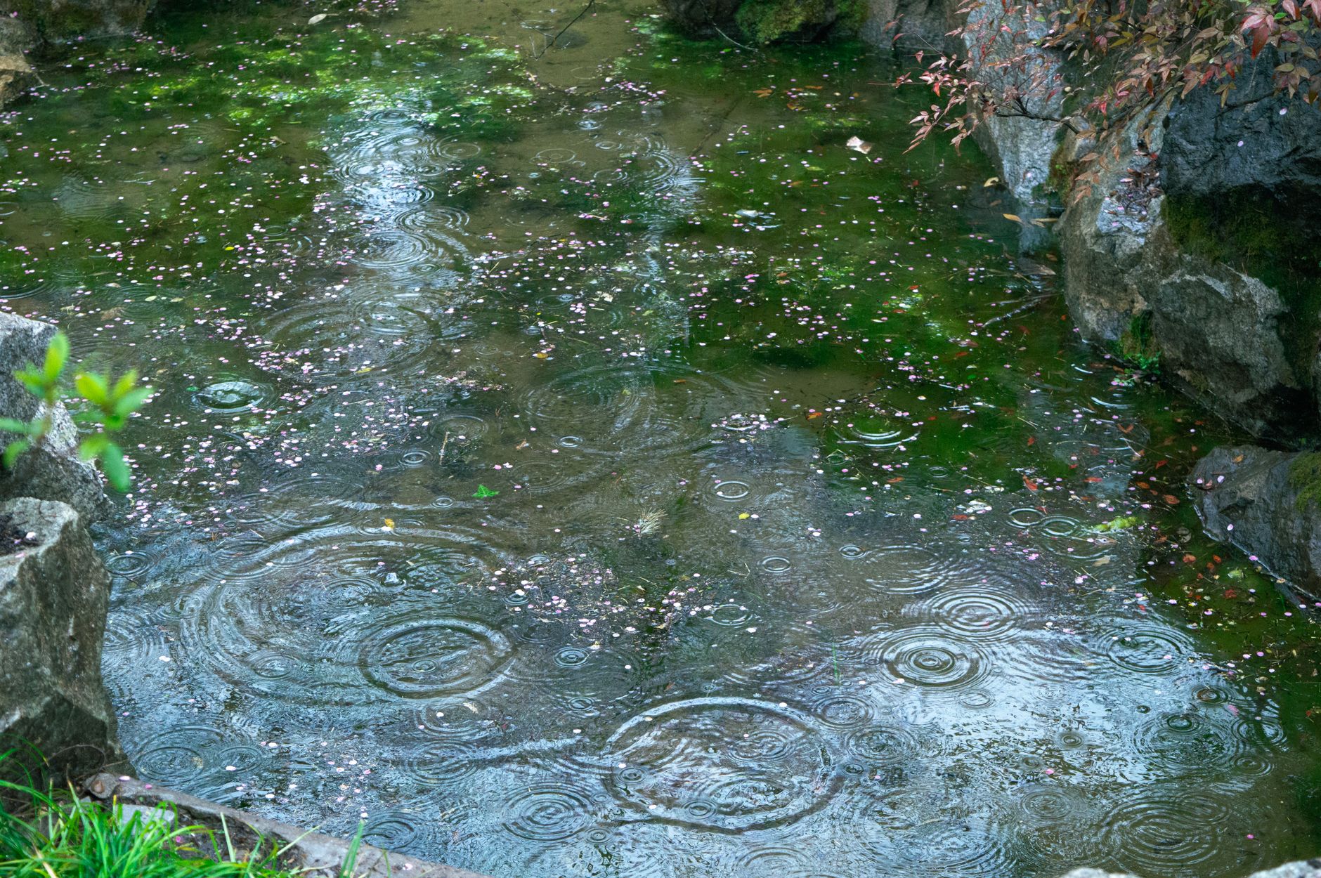 A landscaped bioswale channel and rain garden managing stormwater runoff in a residential yard