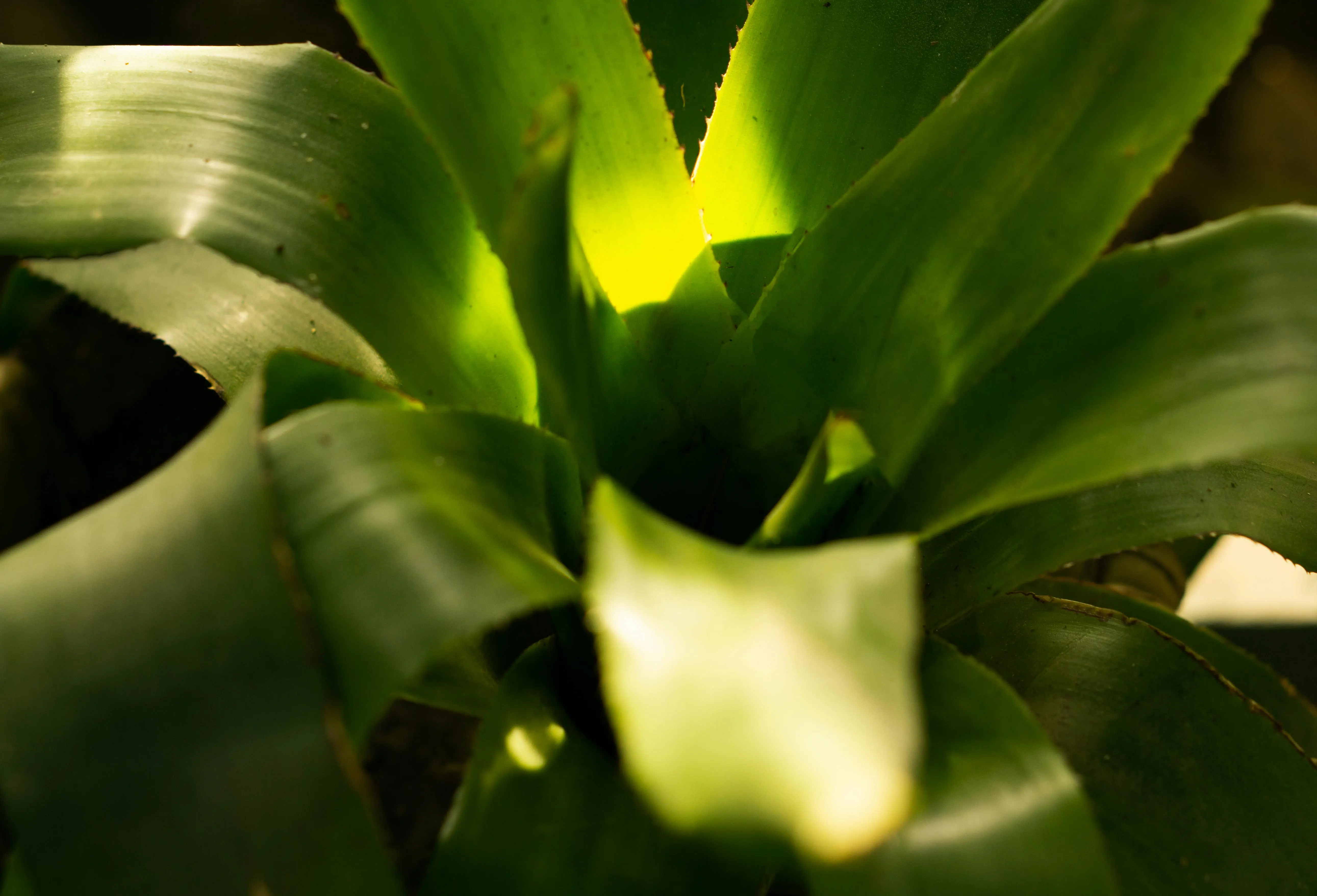 Colorful bromeliad plant growing indoors in a pot with bright indirect light, showing its central cup and vibrant flower bracts.