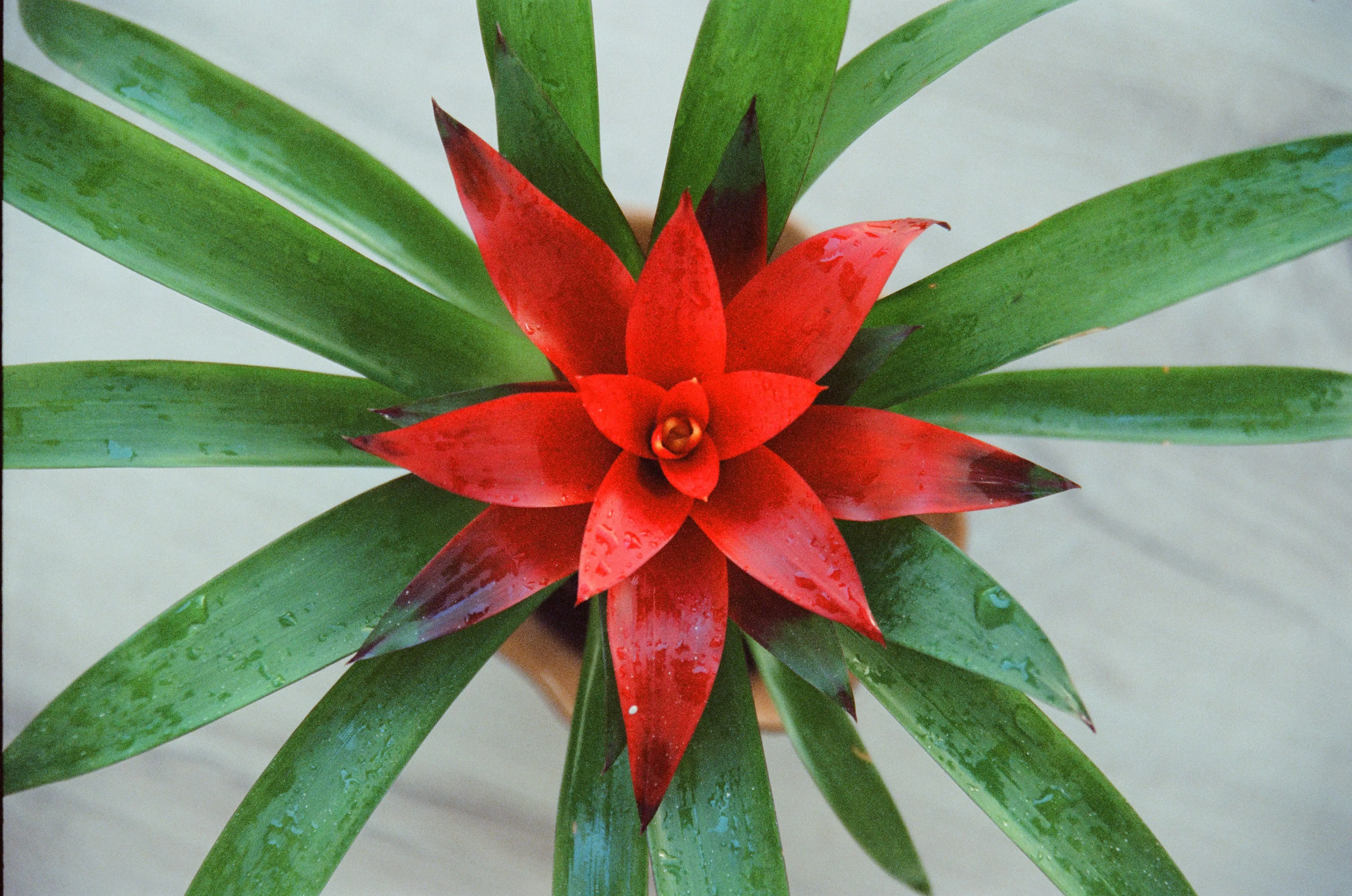 Colorful bromeliad plant growing indoors in a pot with bright indirect light, showing its central cup and vibrant flower bracts.