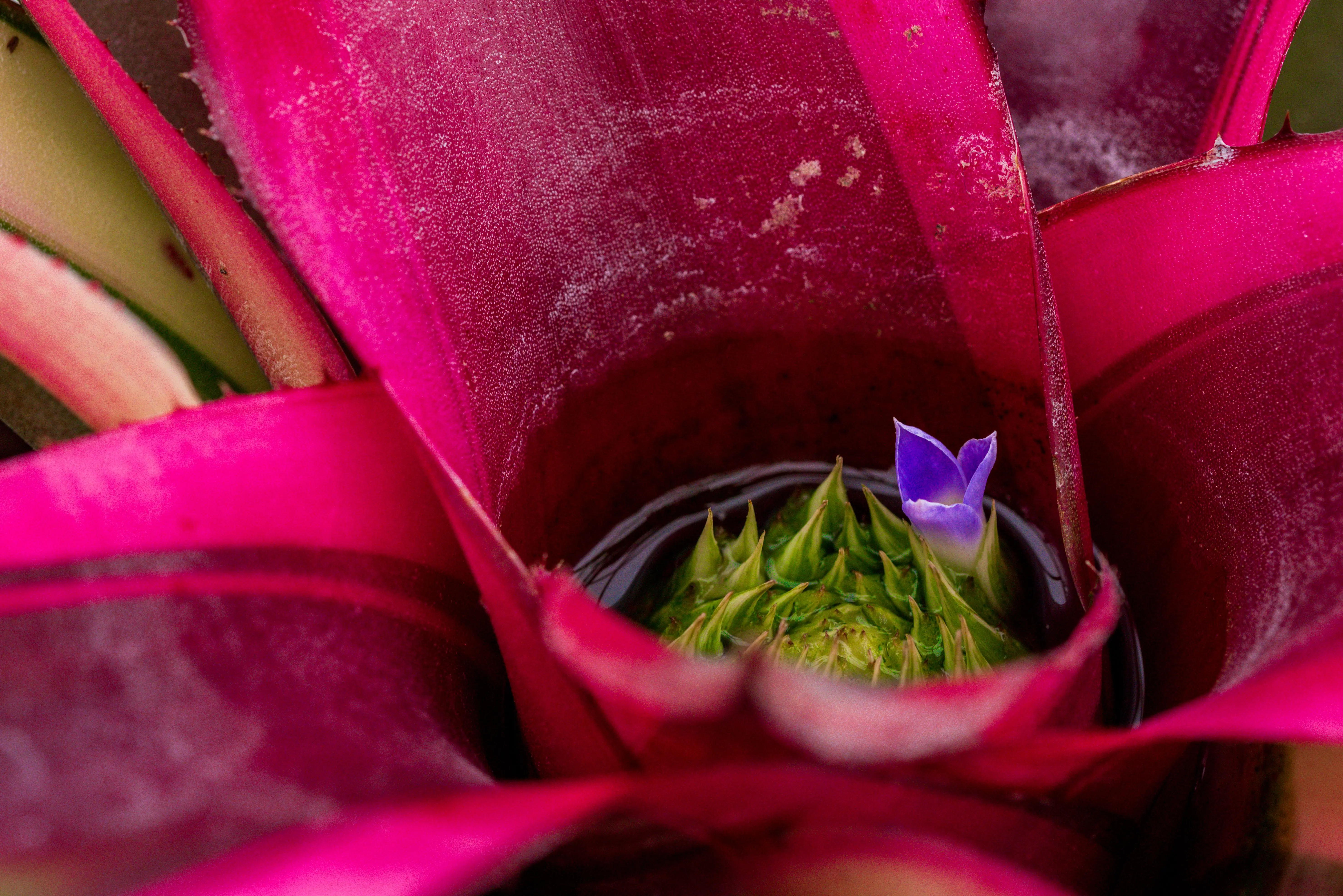 Colorful bromeliad plant growing indoors in a pot with bright indirect light, showing its central cup and vibrant flower bracts.