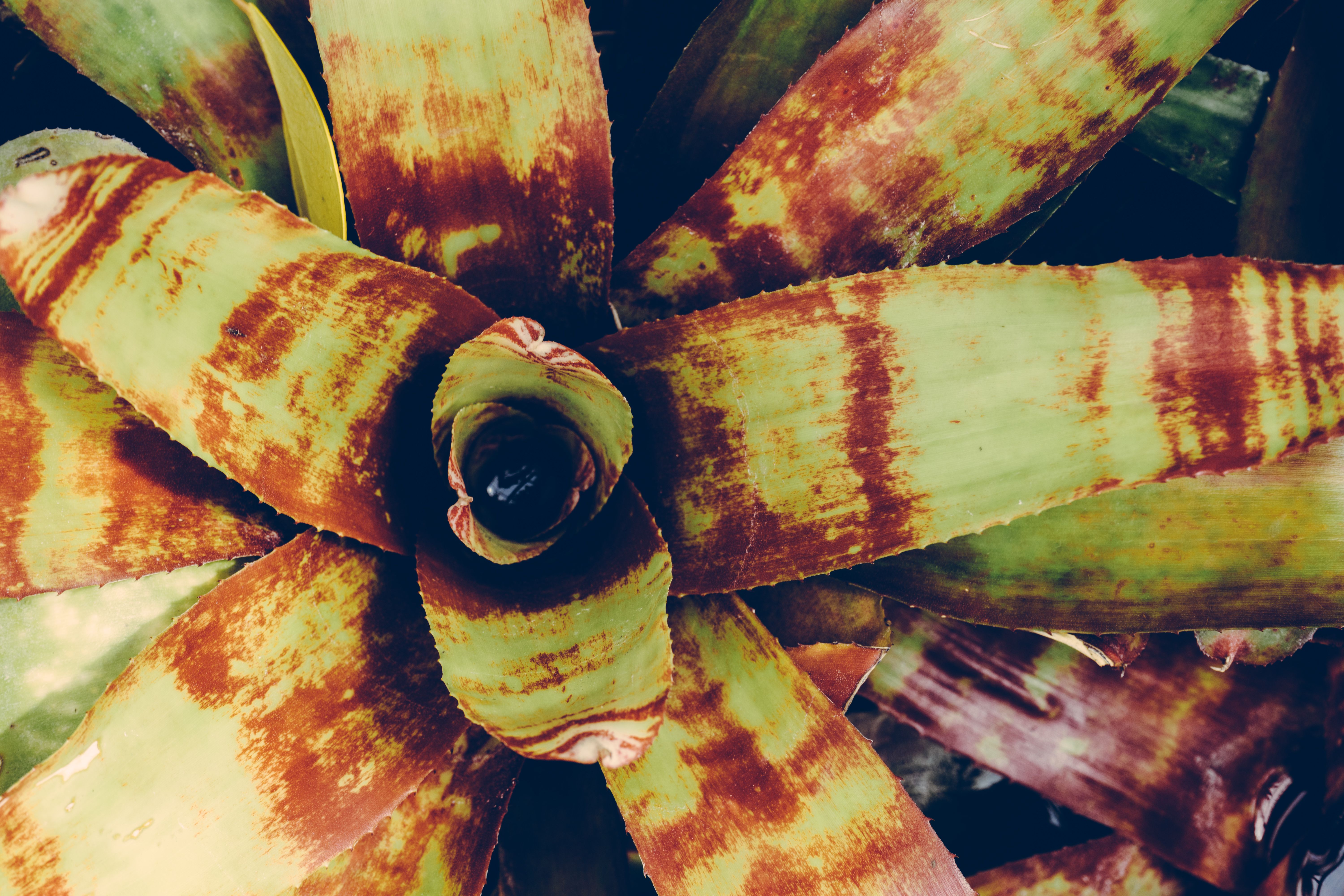 Colorful bromeliad plant growing indoors in a pot with bright indirect light, showing its central cup and vibrant flower bracts.