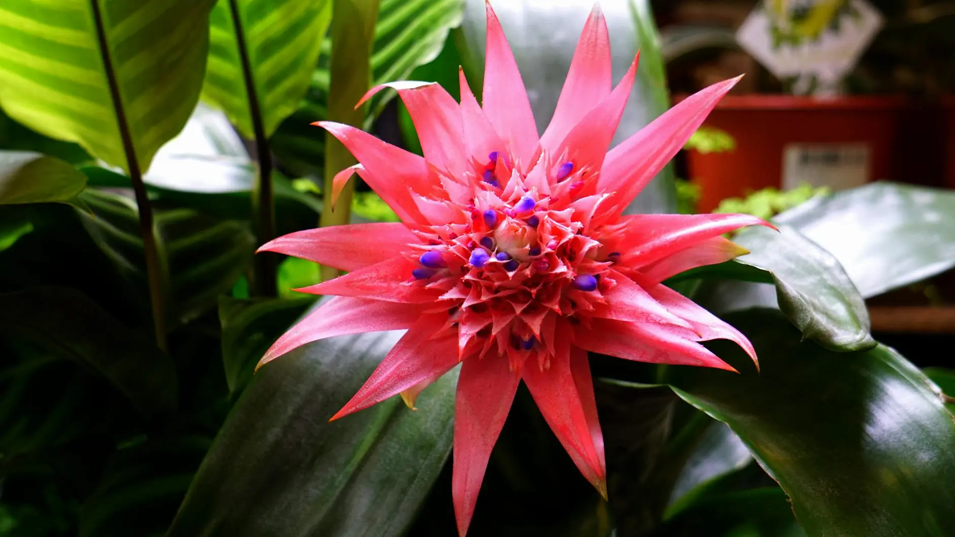 Close-up of a vibrant pink bromeliad flower with lush green leaves in a garden setting, showcasing natural beauty.