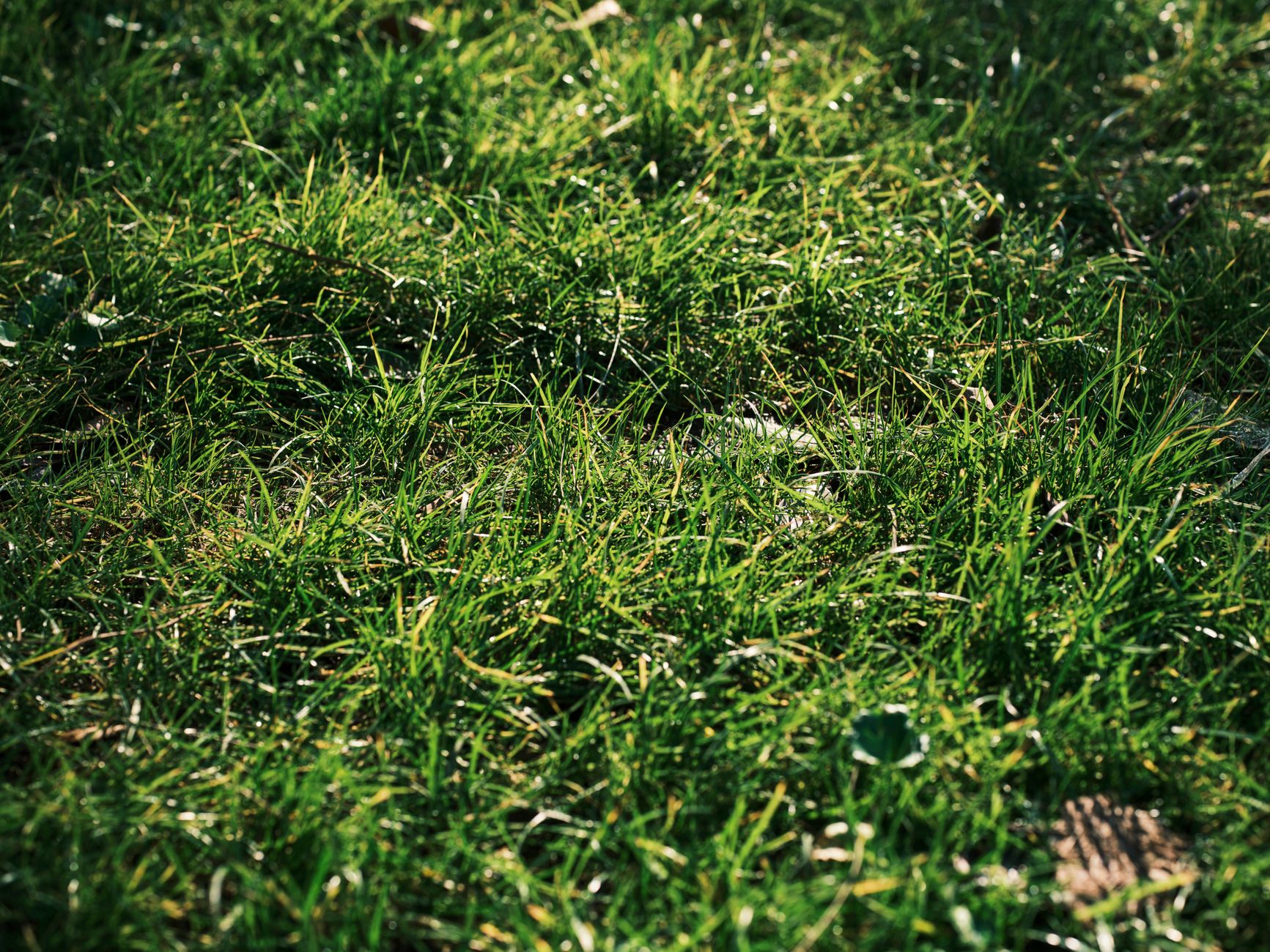 Brown and yellow patches on a lawn caused by fertilizer burn, showing stressed grass struggling to recover