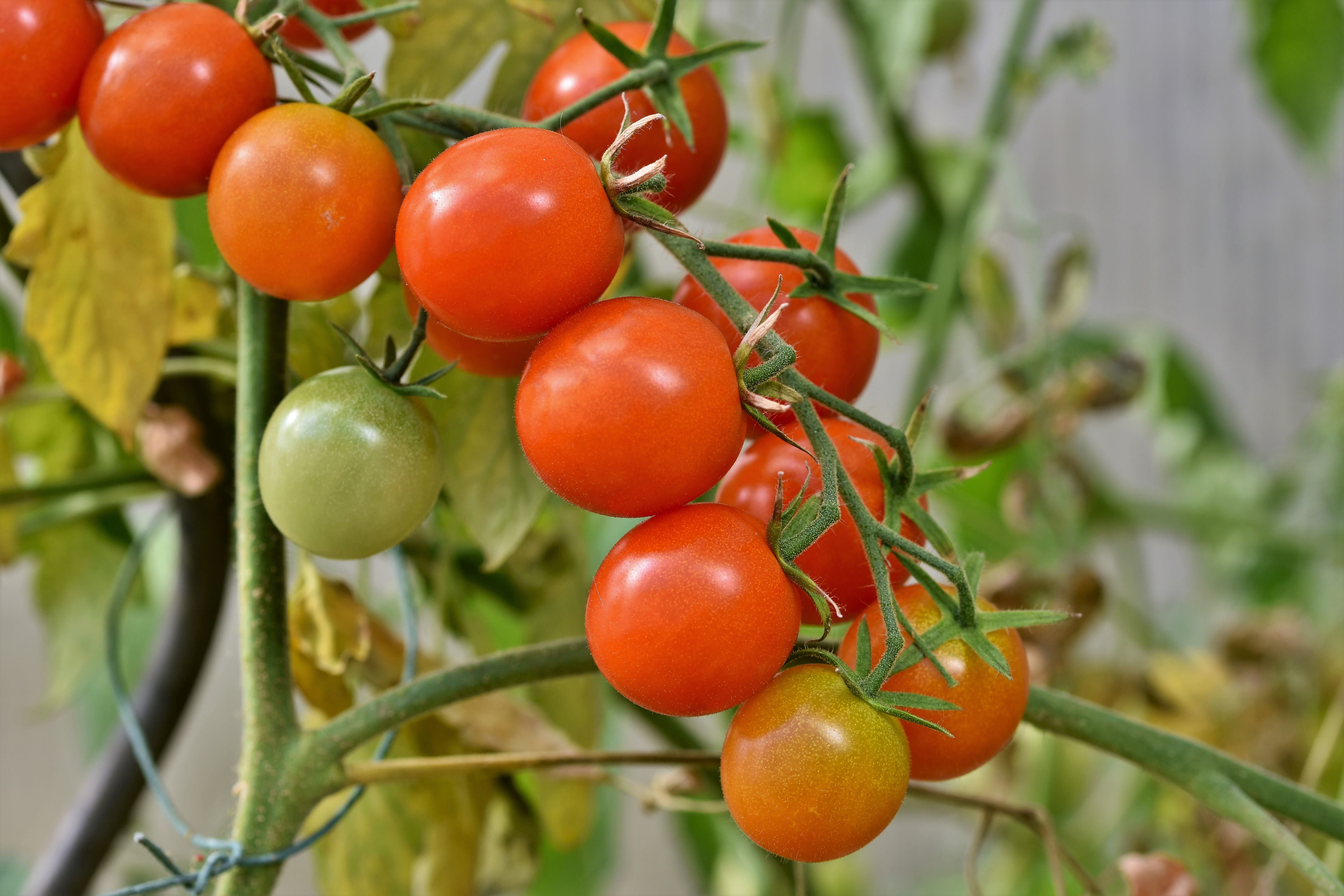 Deep red Campari tomatoes attached to the vine in a grocery store clamshell package