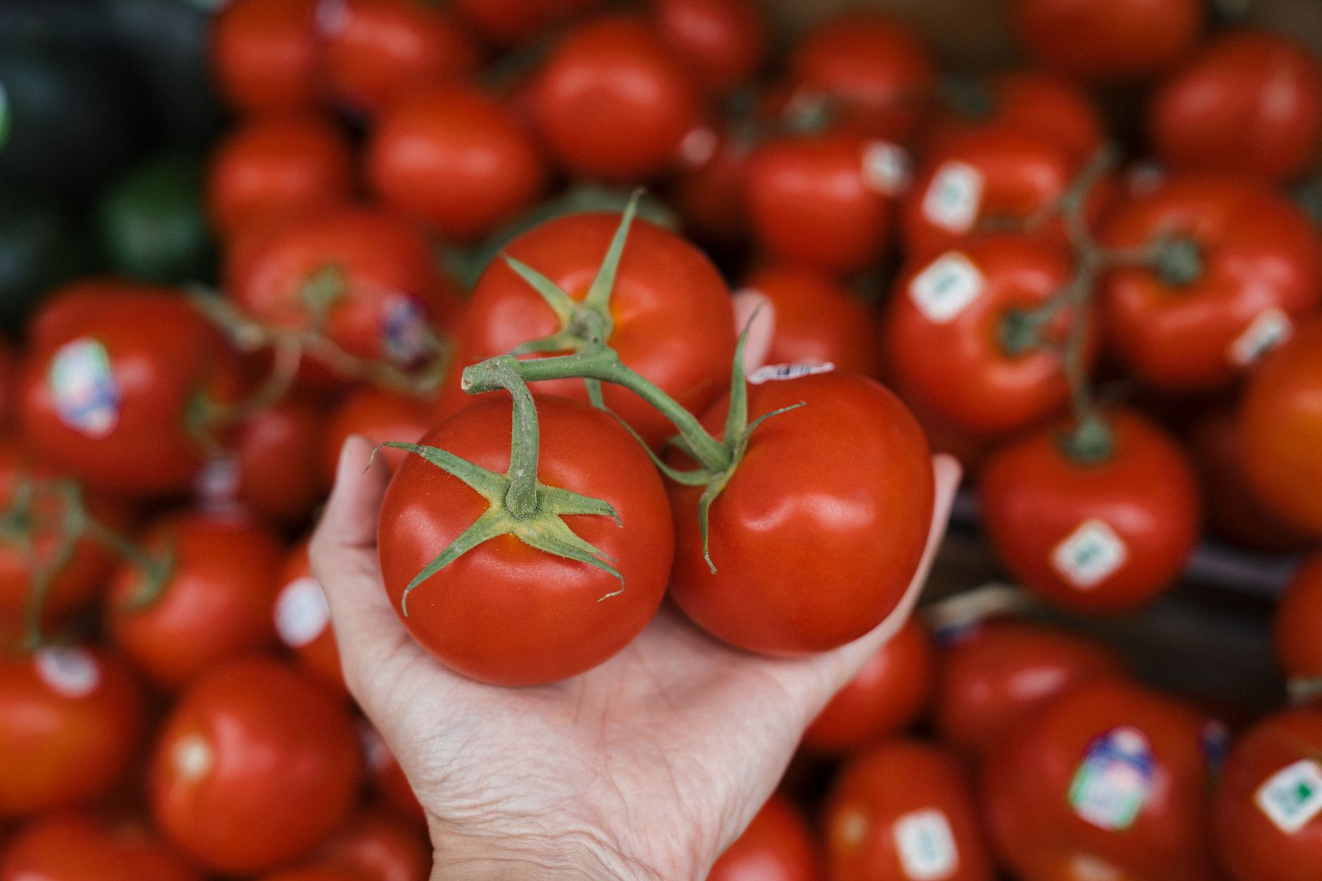 Deep red Campari tomatoes attached to the vine in a grocery store clamshell package