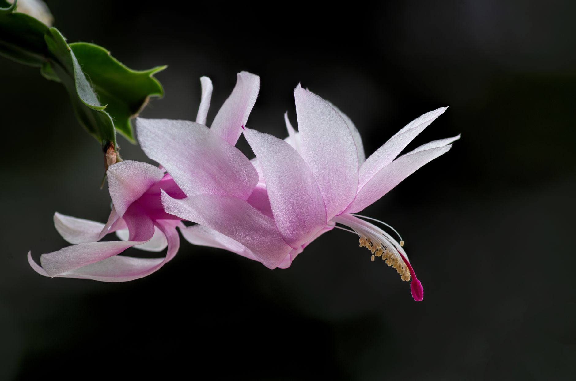 Close-up of a beautiful pink Schlumbergera flower with a dark, blurred background, showcasing delicate petals.
