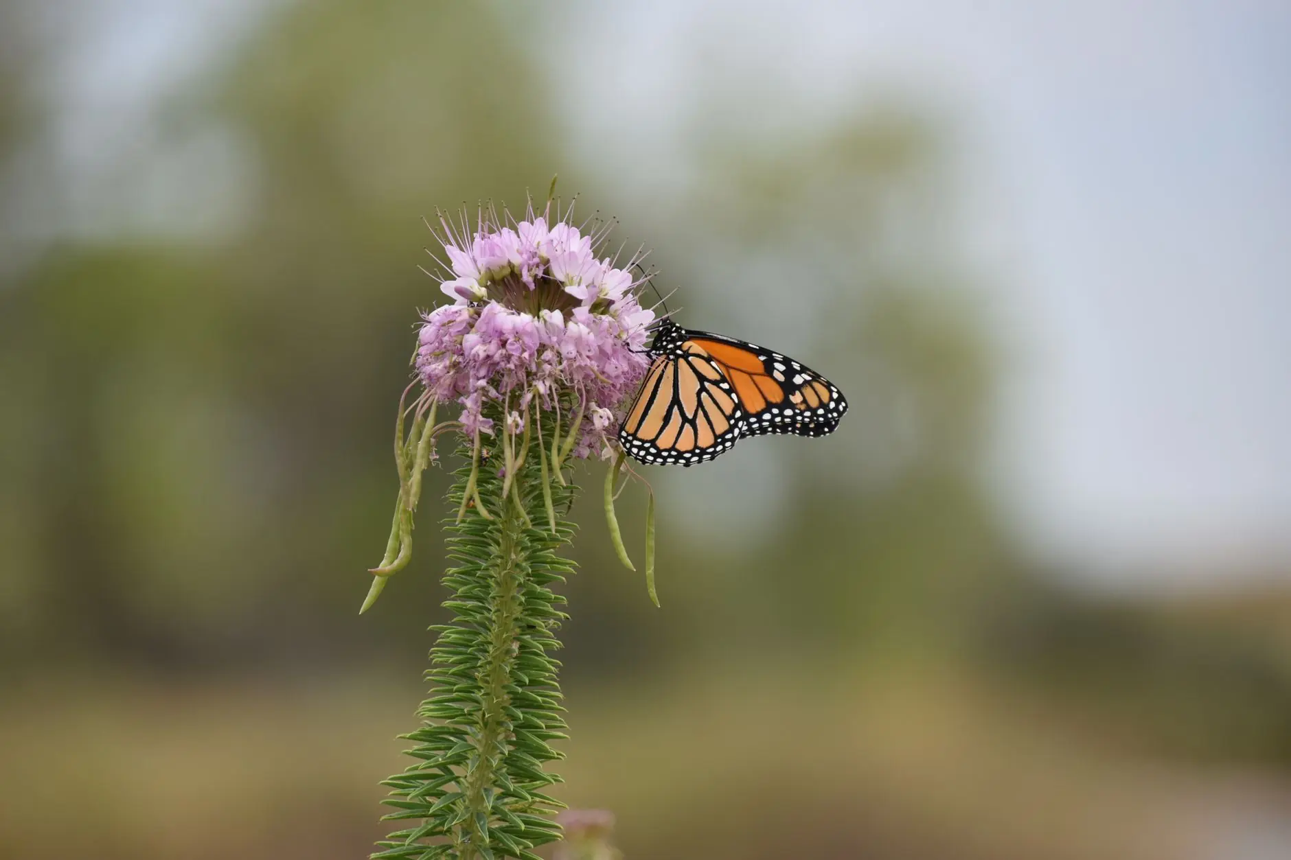 A colorful Colorado native plant garden border with drought-tolerant flowers and pollinator-friendly landscaping