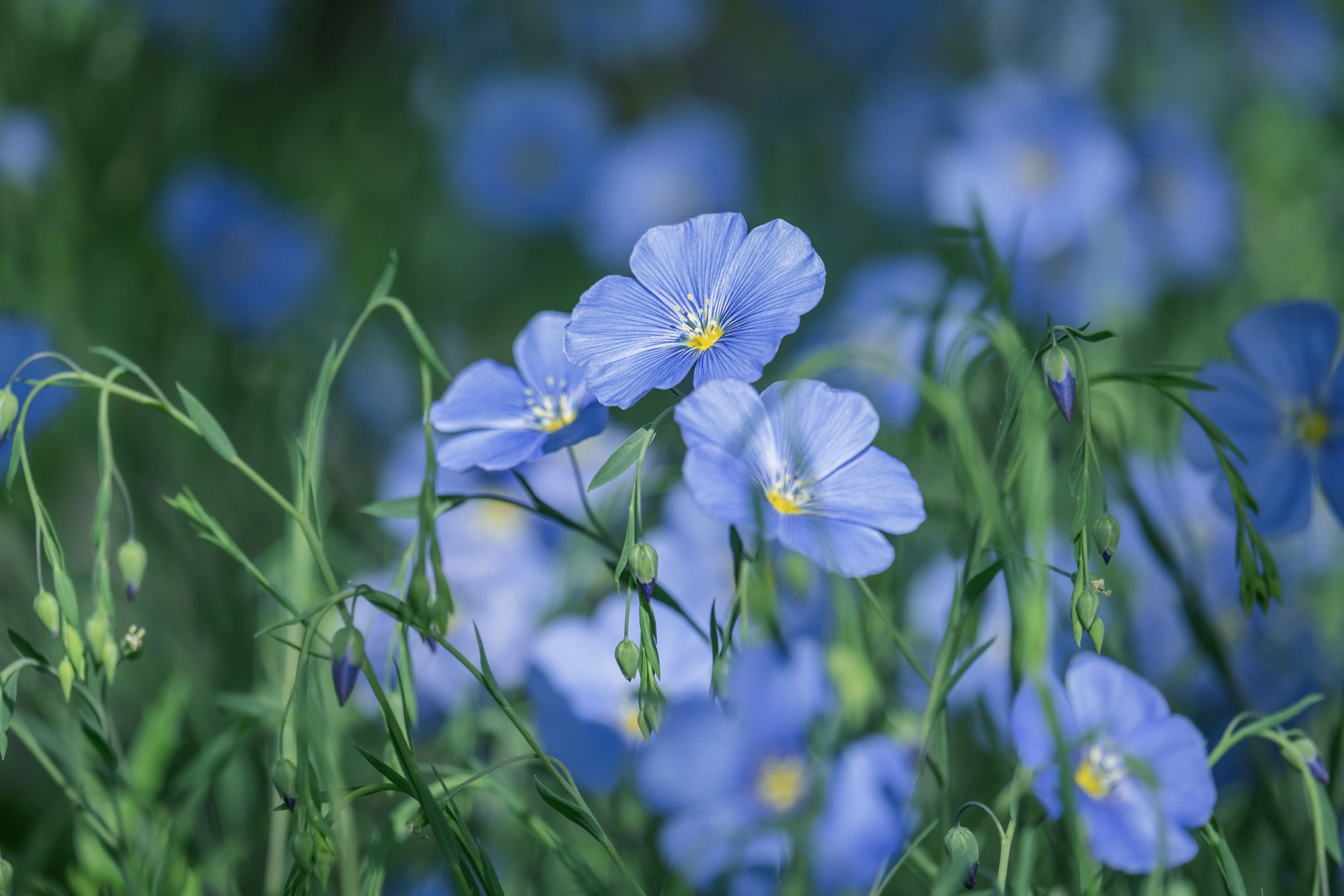A colorful Colorado native plant garden border with drought-tolerant flowers and pollinator-friendly landscaping