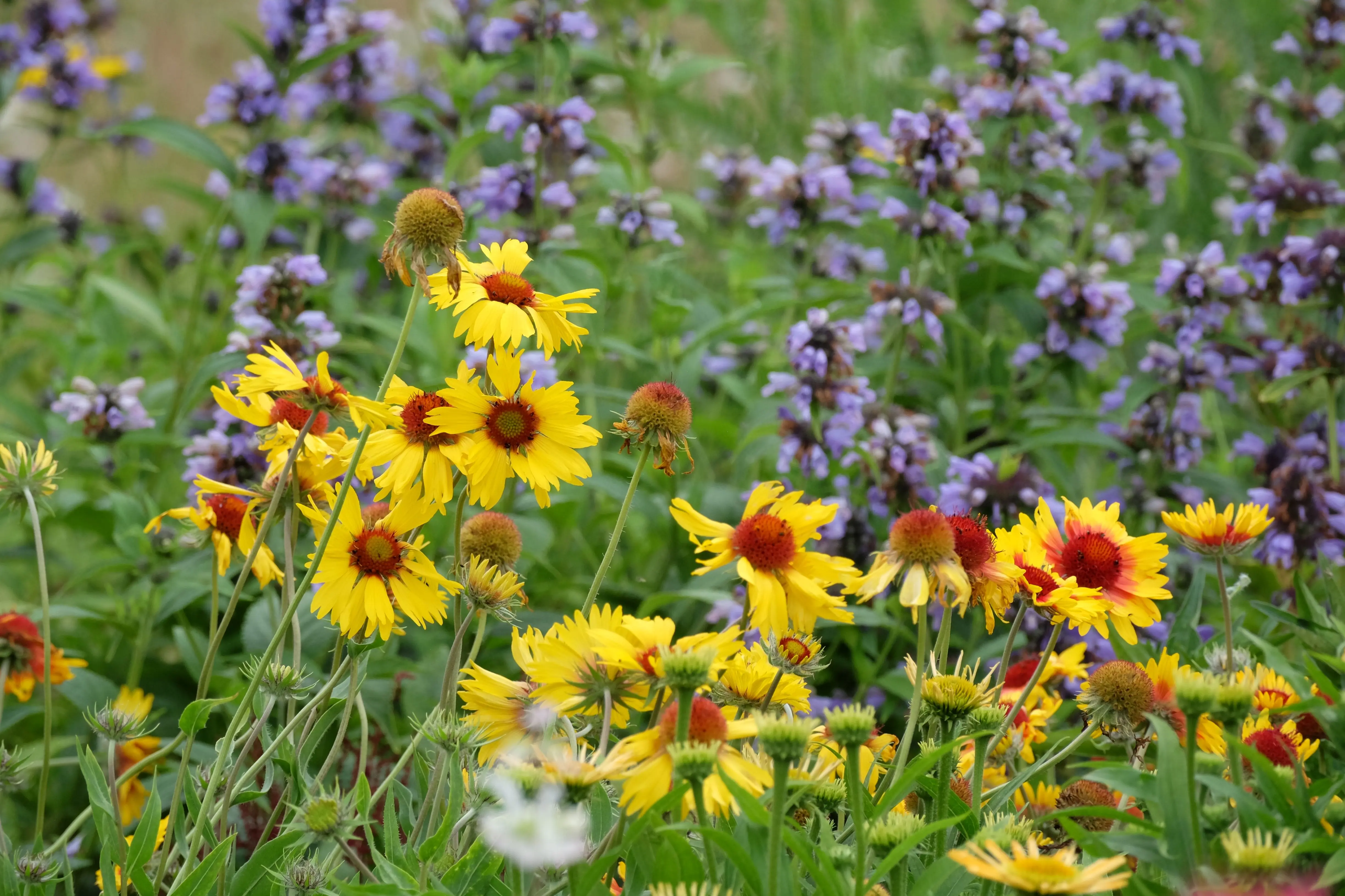 A colorful Colorado native plant garden border with drought-tolerant flowers and pollinator-friendly landscaping