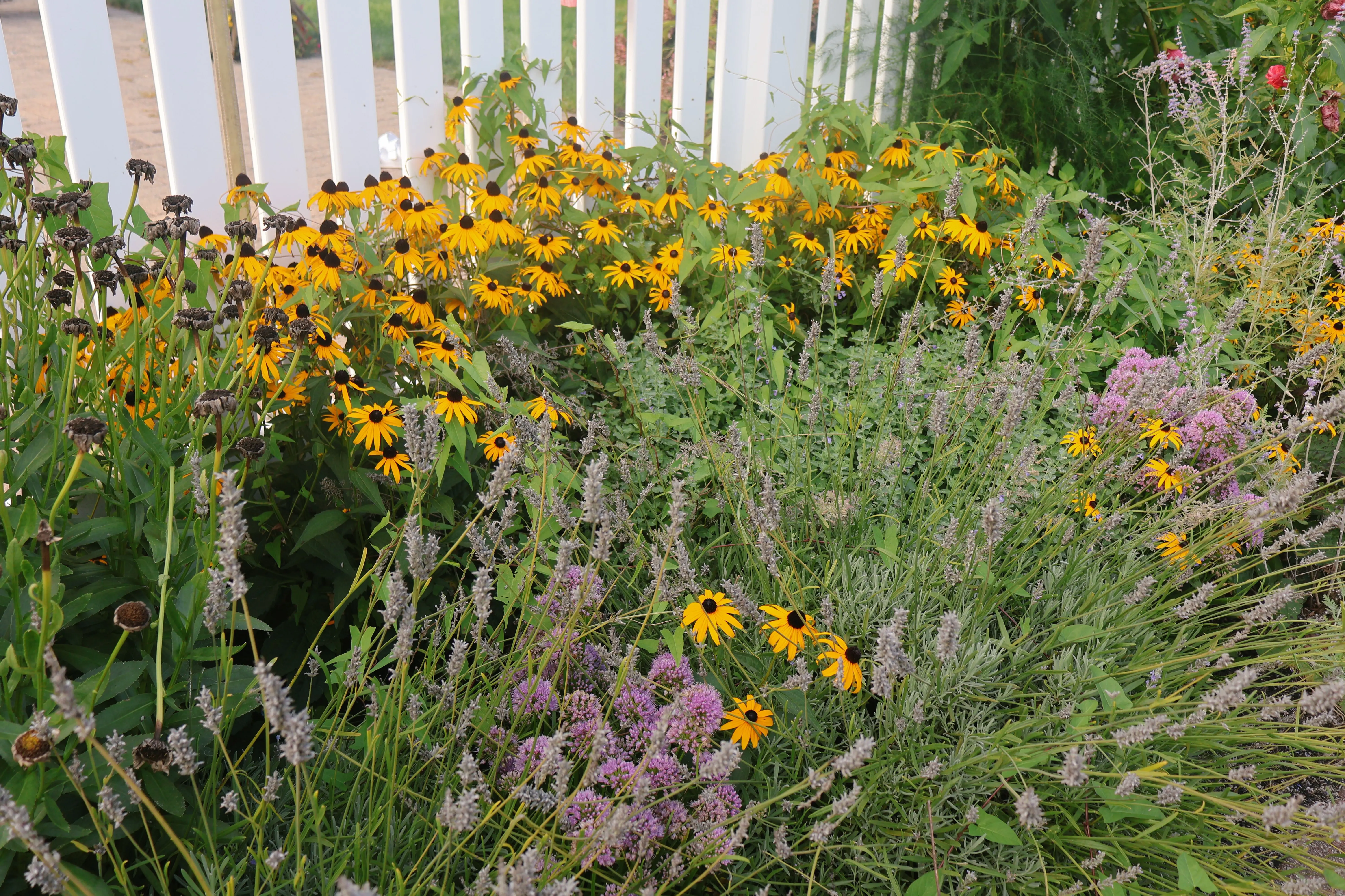 A vibrant monarch butterfly feeding on a flower, showcasing its vivid wing patterns in a summer garden setting.