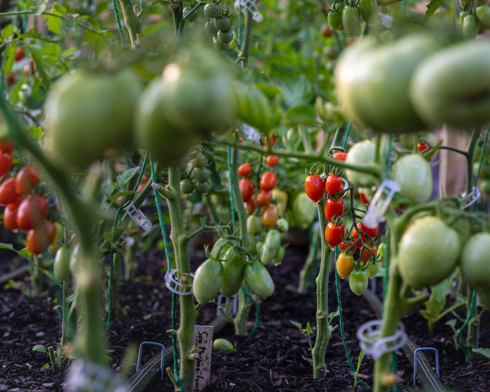 Ripe tomatoes growing in a garden with supporting stakes. Best Companion Plant for Tomatoes
