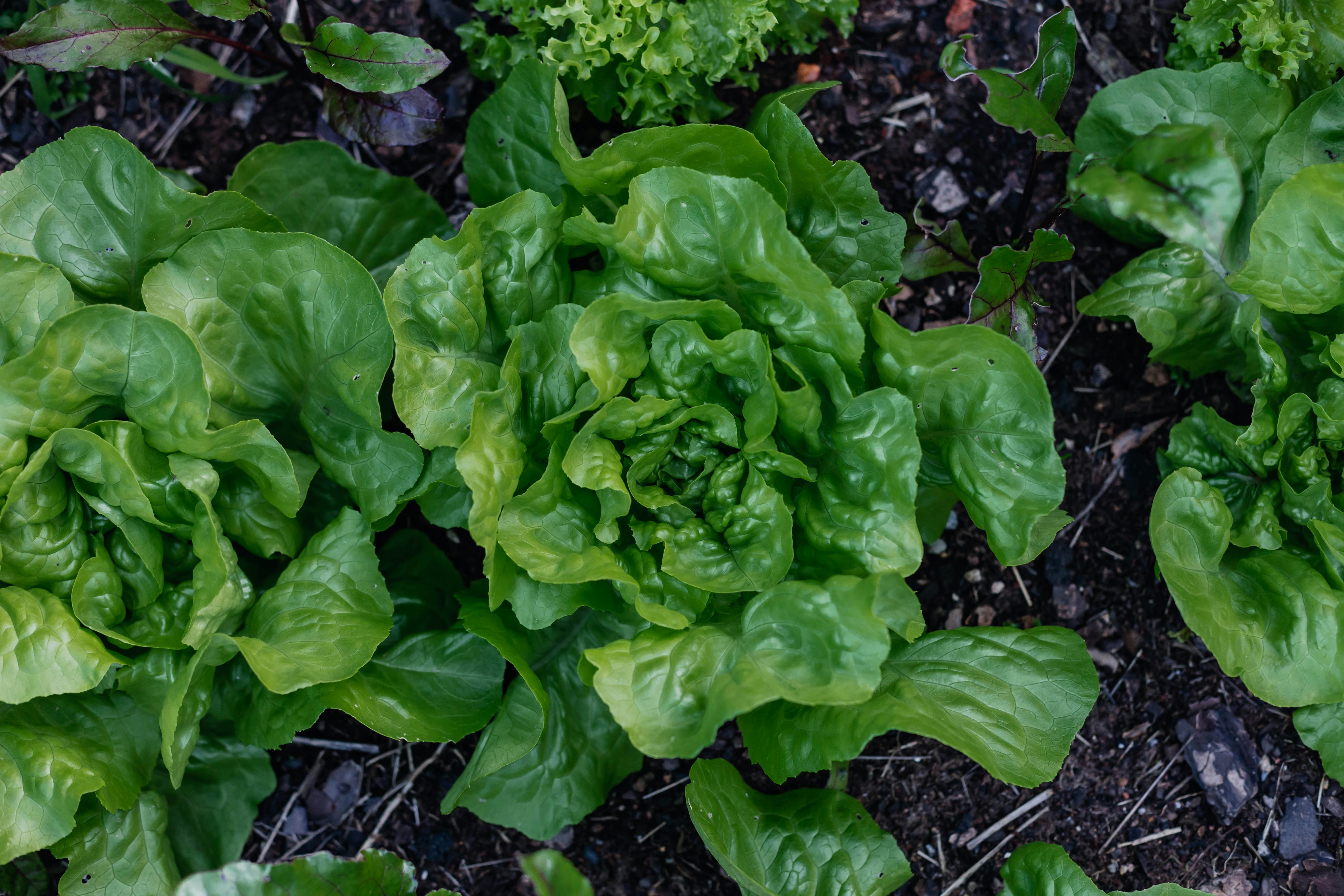 Healthy green lettuce plants growing in a garden bed