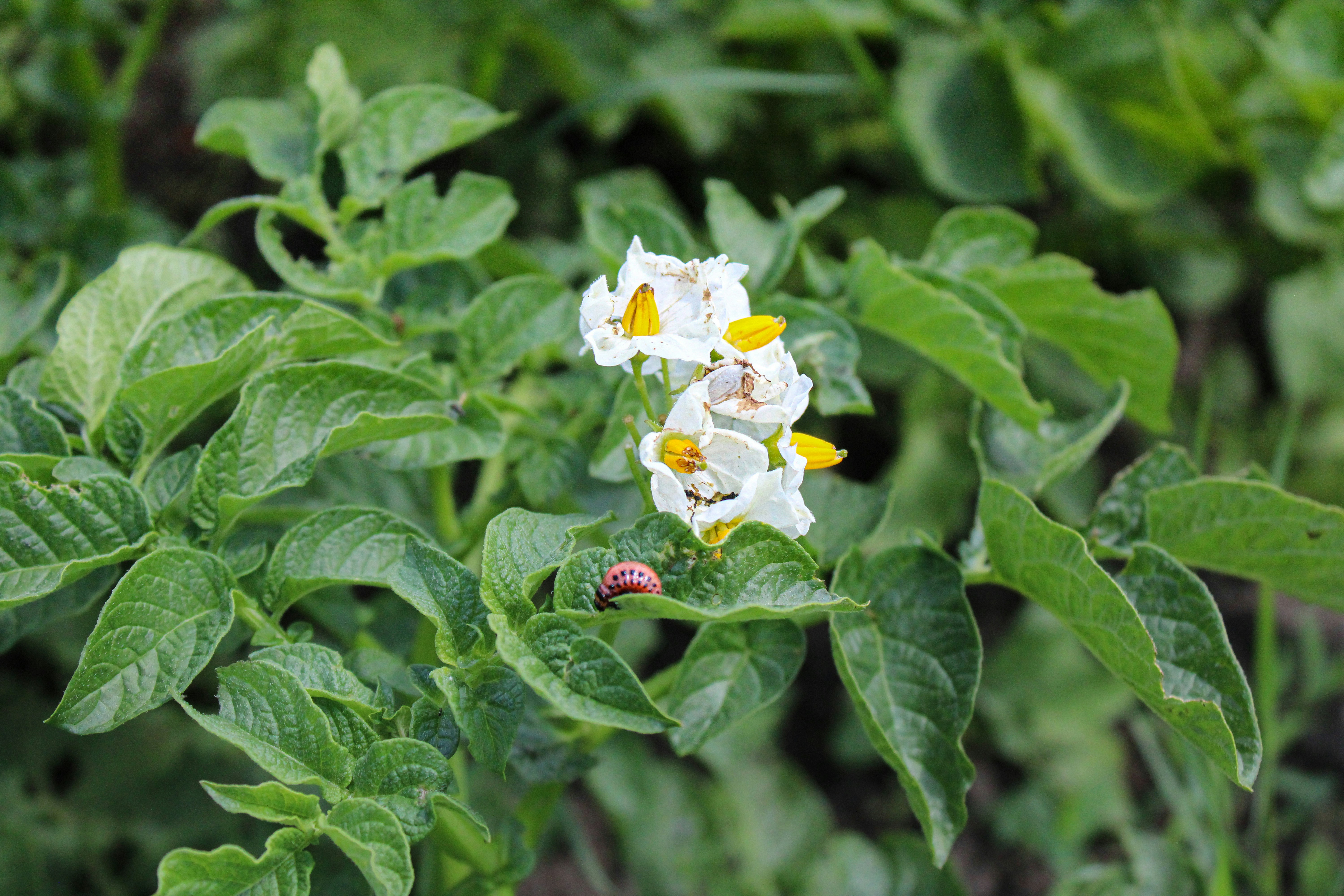 Potato plant with white flowers and a ladybug among green leaves. Best Companion Plant for