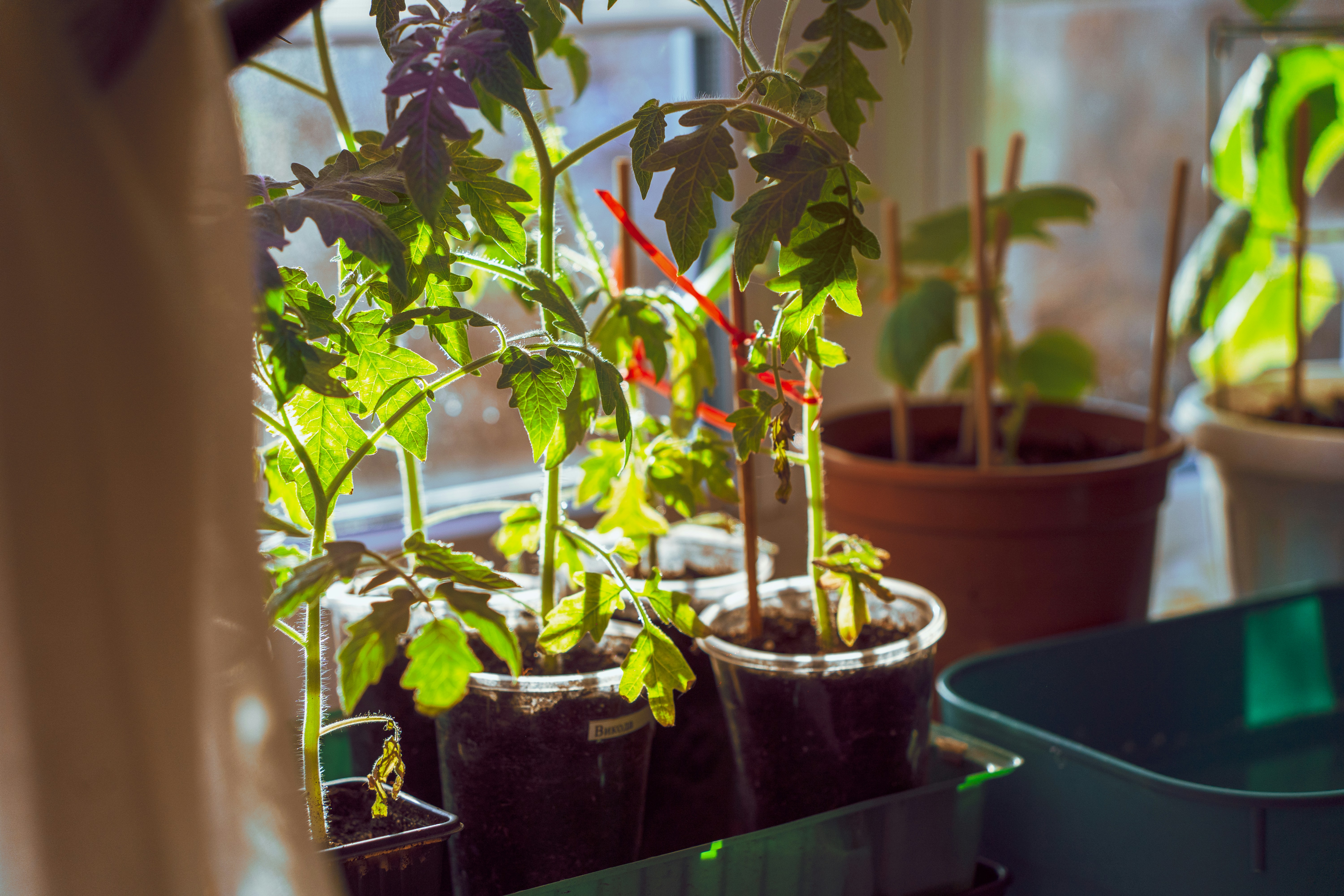Tomato seedlings grow in pots, a best companion plant
