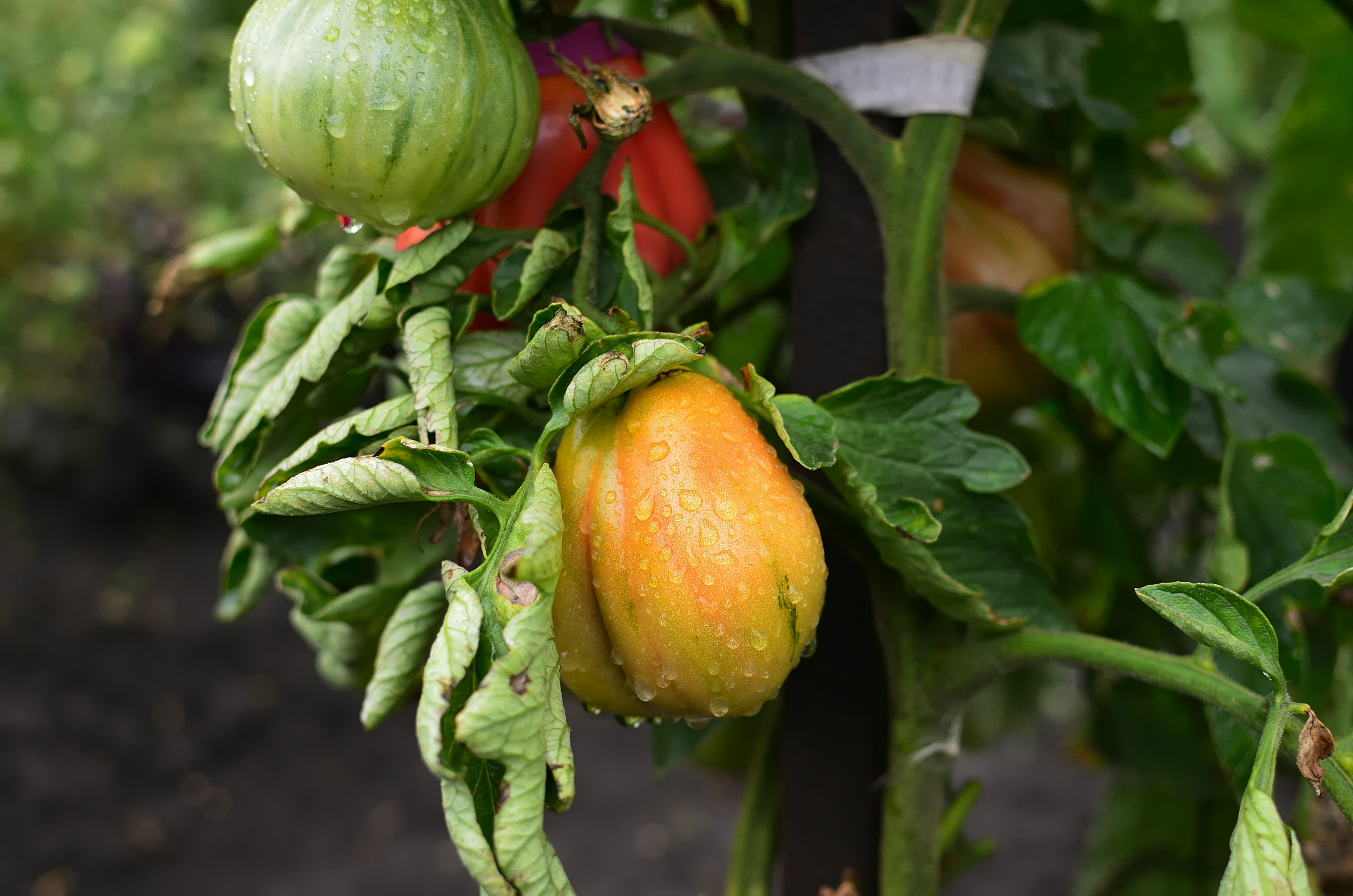 Tomato plant leaves showing disease symptoms with brown spots and yellowing on lower foliage