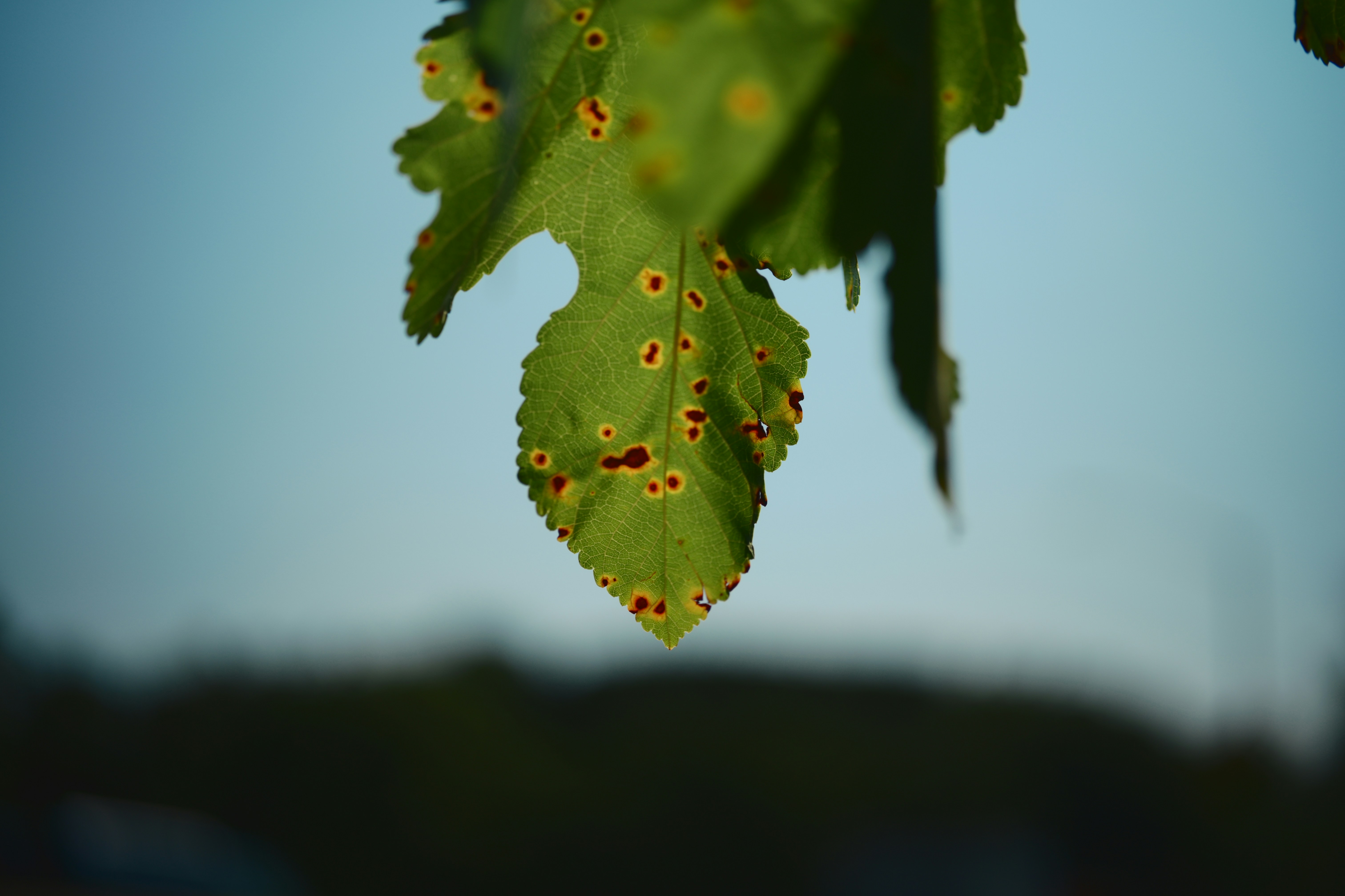 Tomato plant leaves showing disease symptoms with brown spots and yellowing on lower foliage