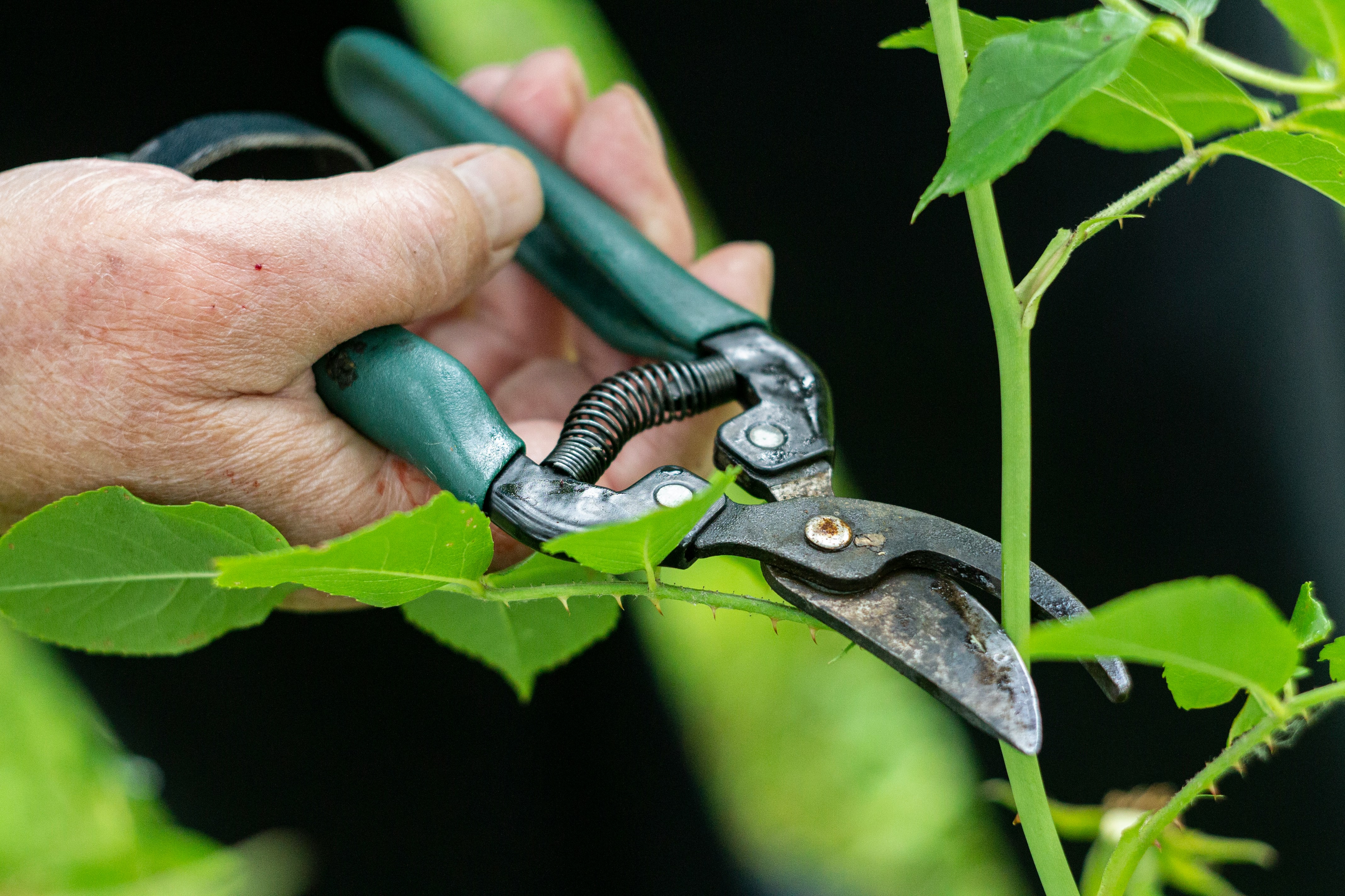Tomato plant leaves showing disease symptoms with brown spots and yellowing on lower foliage