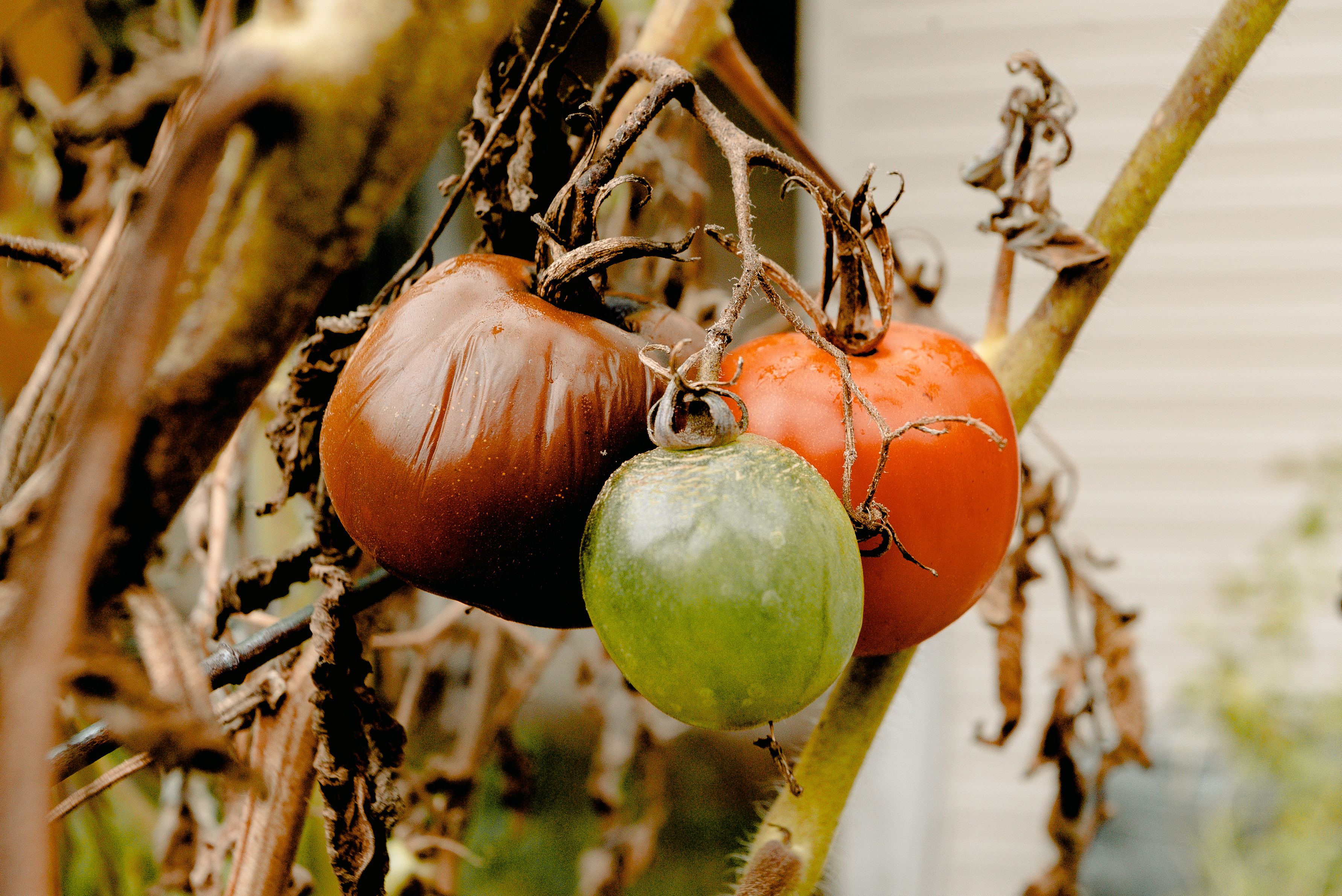 Close-up of unripe green tomatoes growing on a vine in a lush garden setting.