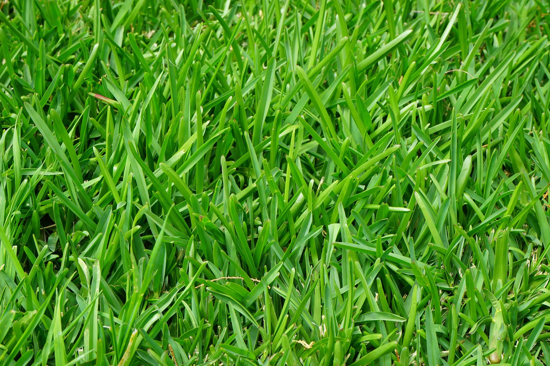 Drought tolerant grass seed scattered on dry soil ready for planting in a low-water lawn