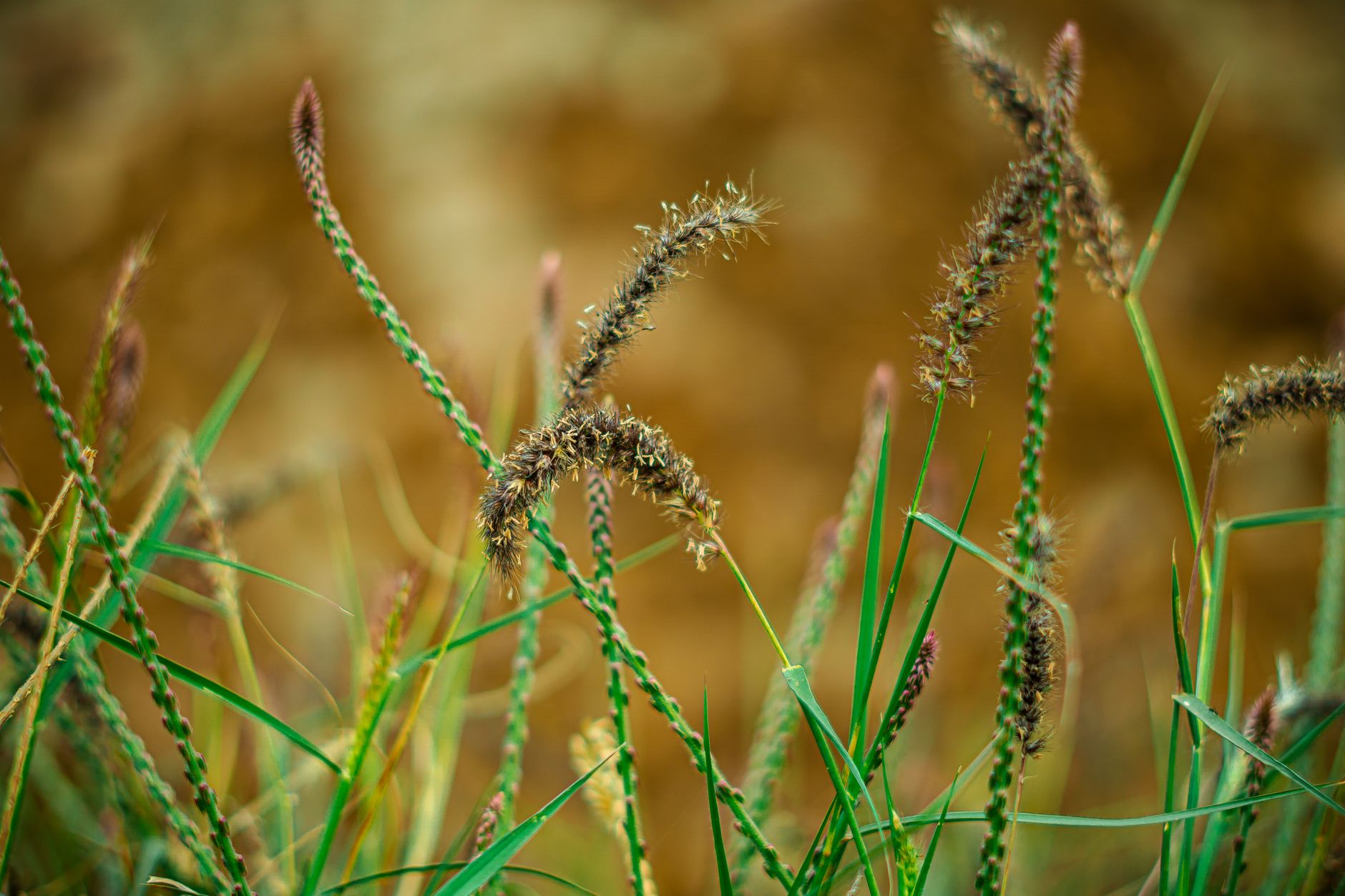 Drought tolerant grass seed scattered on dry soil ready for planting in a low-water lawn