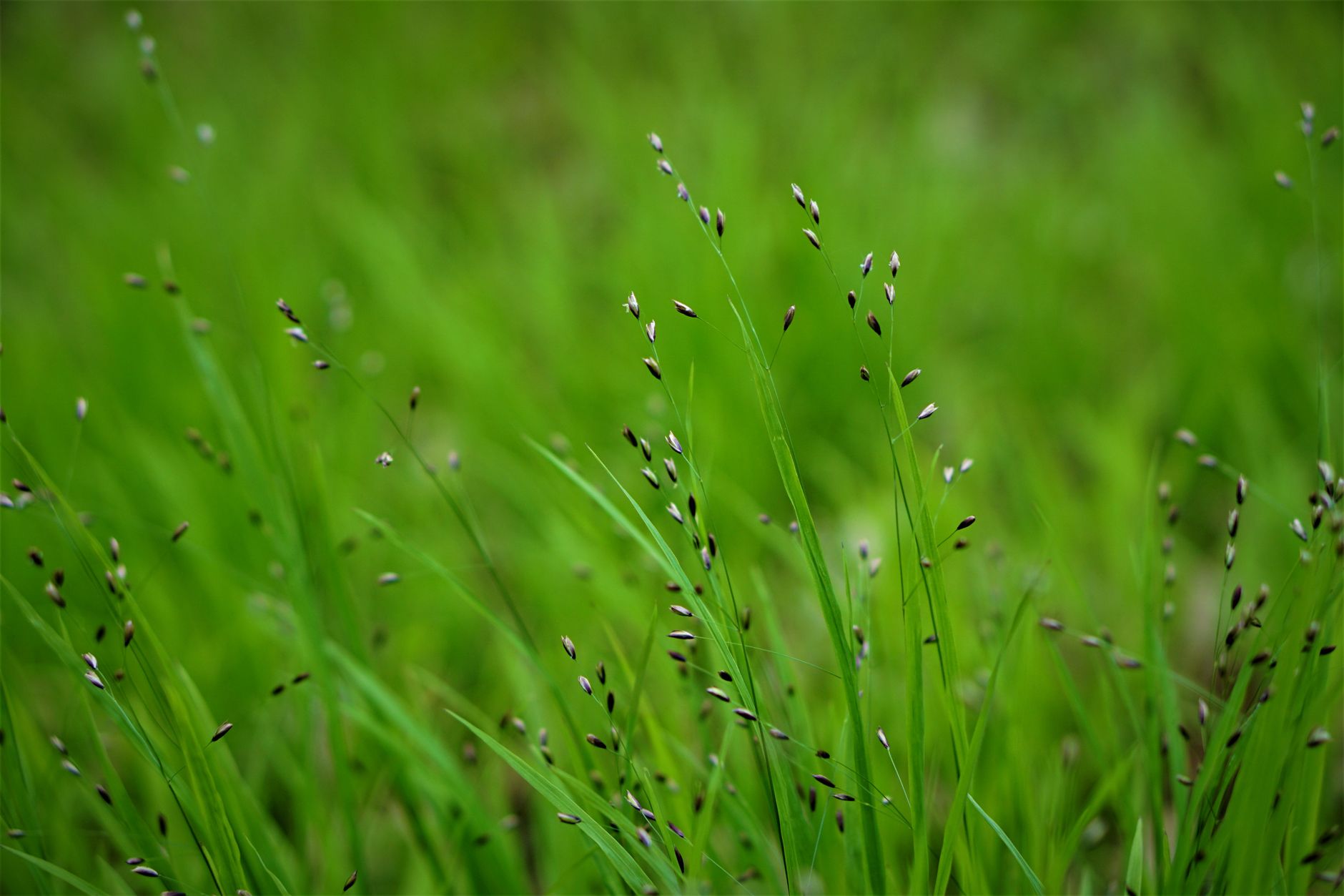 Drought tolerant grass seed scattered on dry soil ready for planting in a low-water lawn