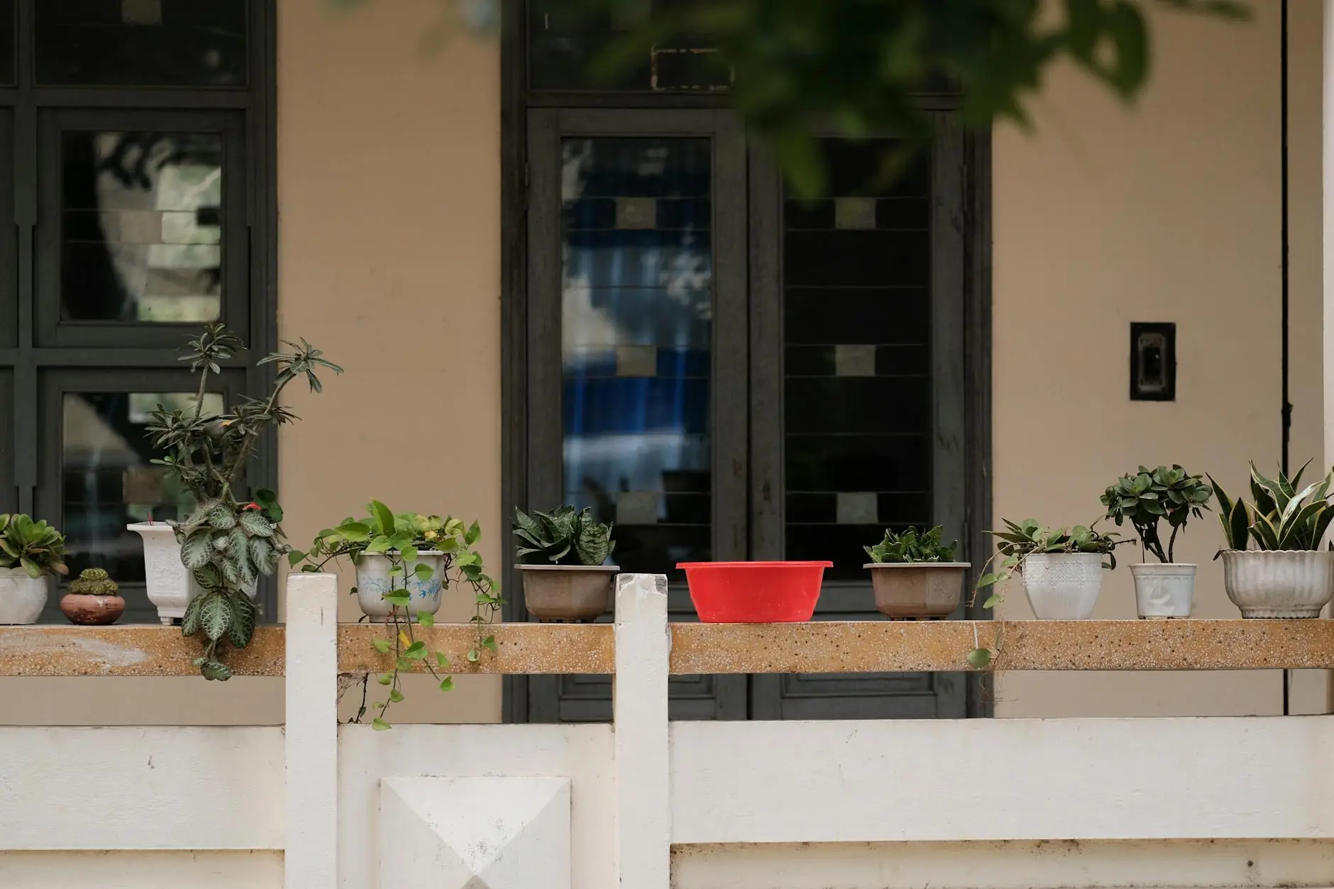 Assorted vegetable plants growing in pots on a sunny patio, showcasing a beginner container garden
