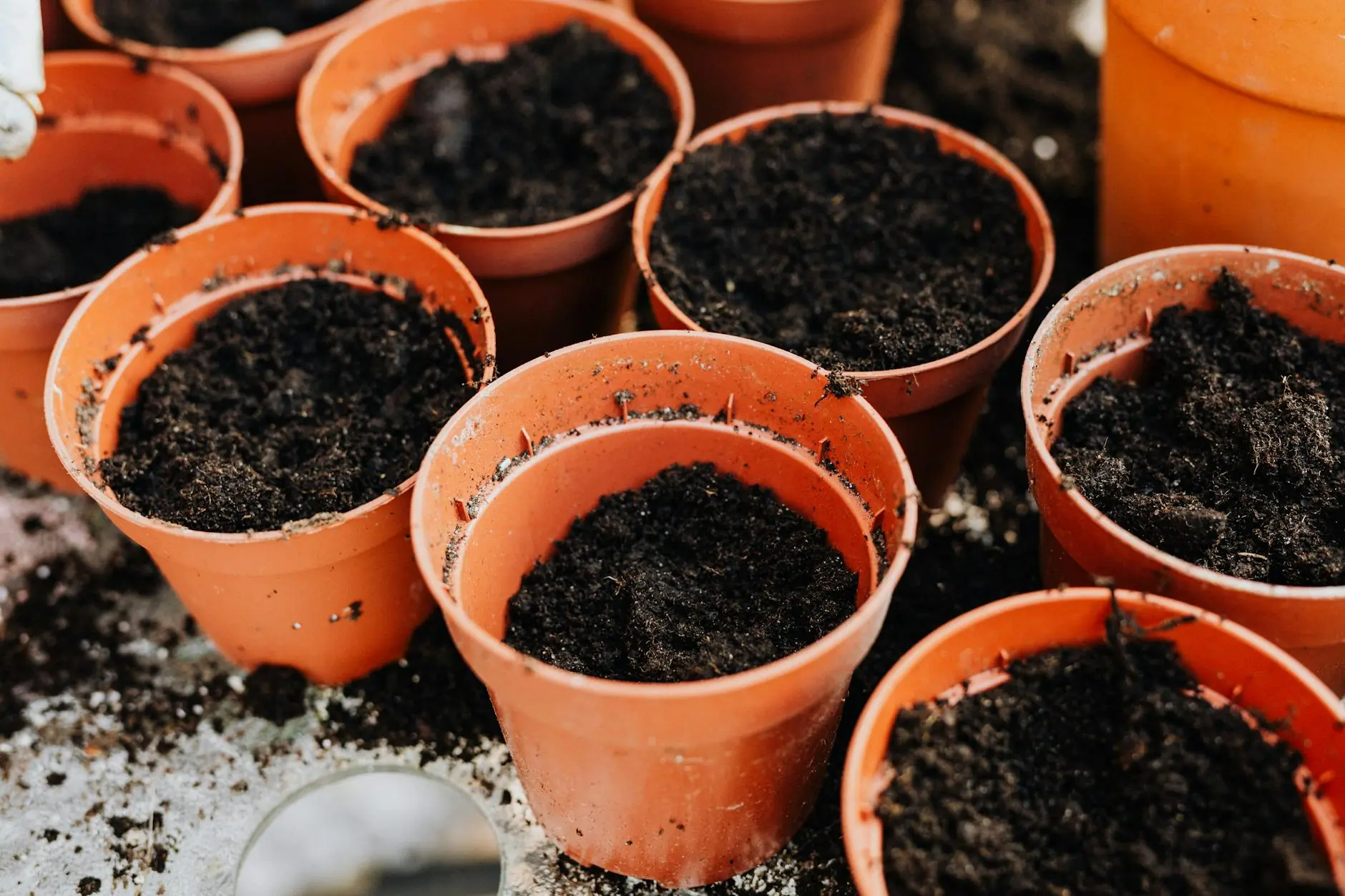 Assorted vegetable plants growing in pots on a sunny patio, showcasing a beginner container garden