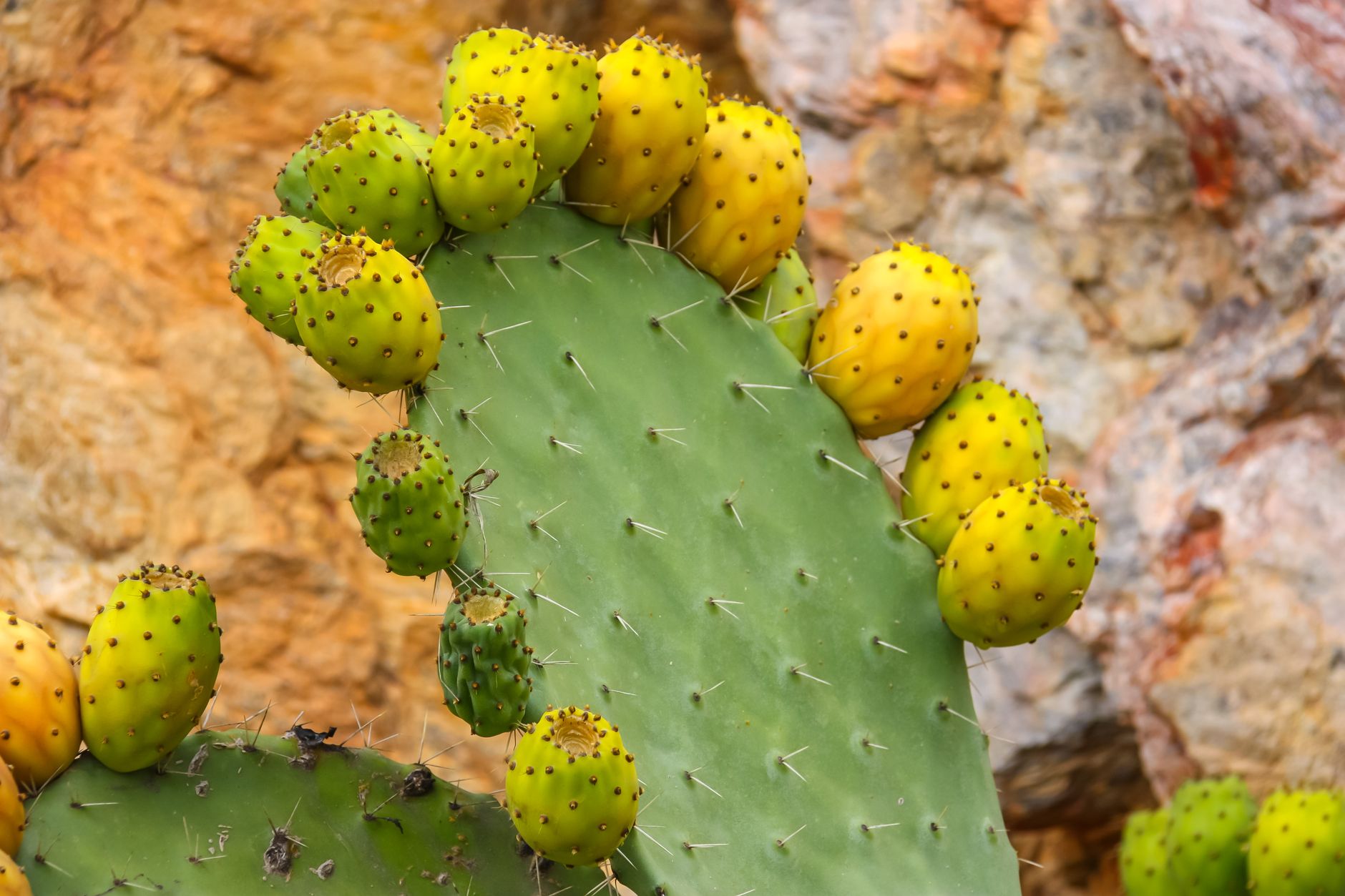 Edible prickly pear cactus pads and ripe fruit on a wooden cutting board, ready for safe preparation