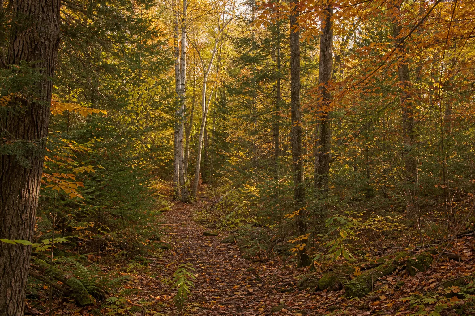 A mixed autumn forest with maples, oaks, birches, and evergreen conifers along a woodland trail.