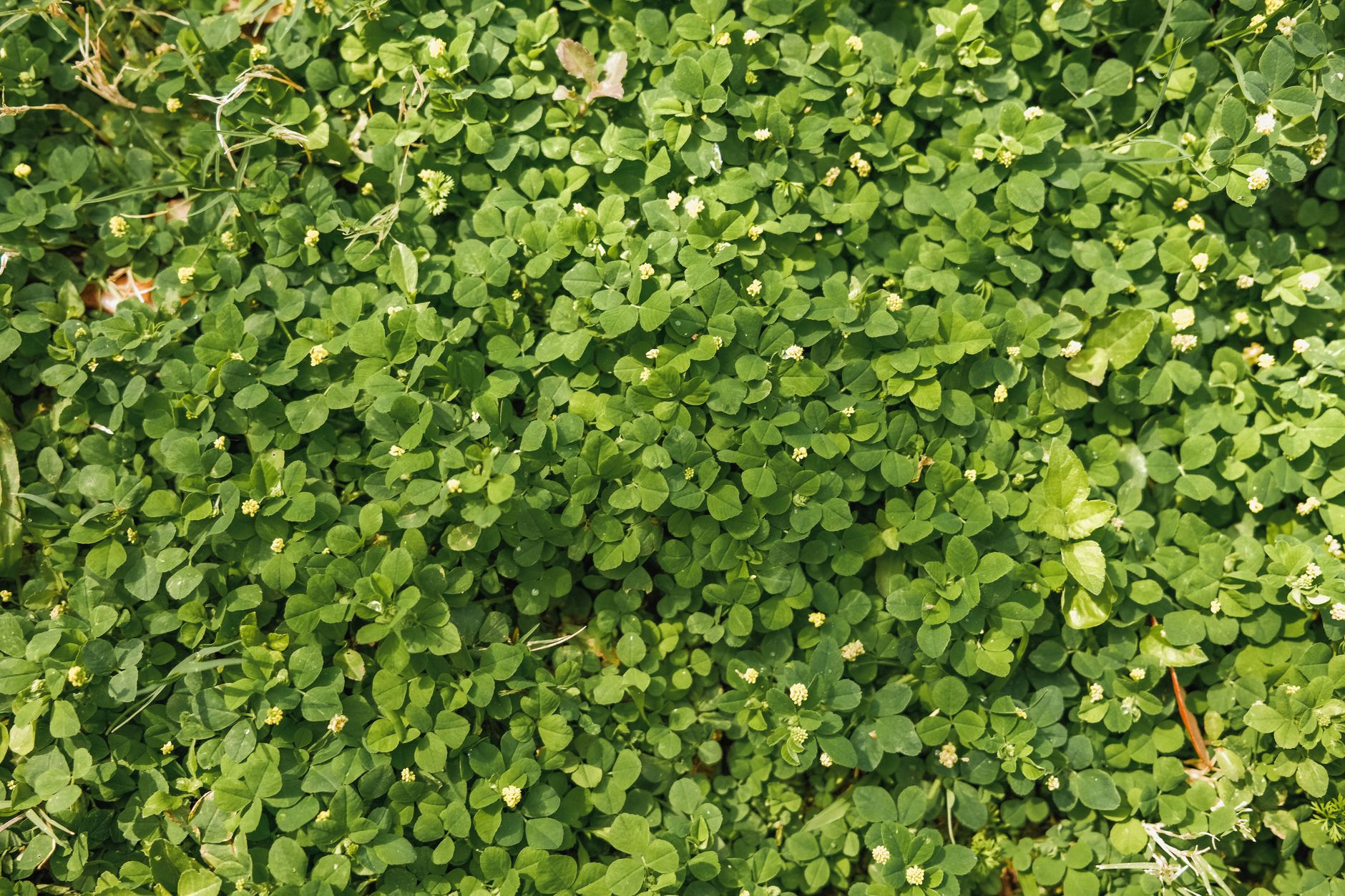 Low-growing frogfruit ground cover with small white flowers spreading across a sunny lawn area