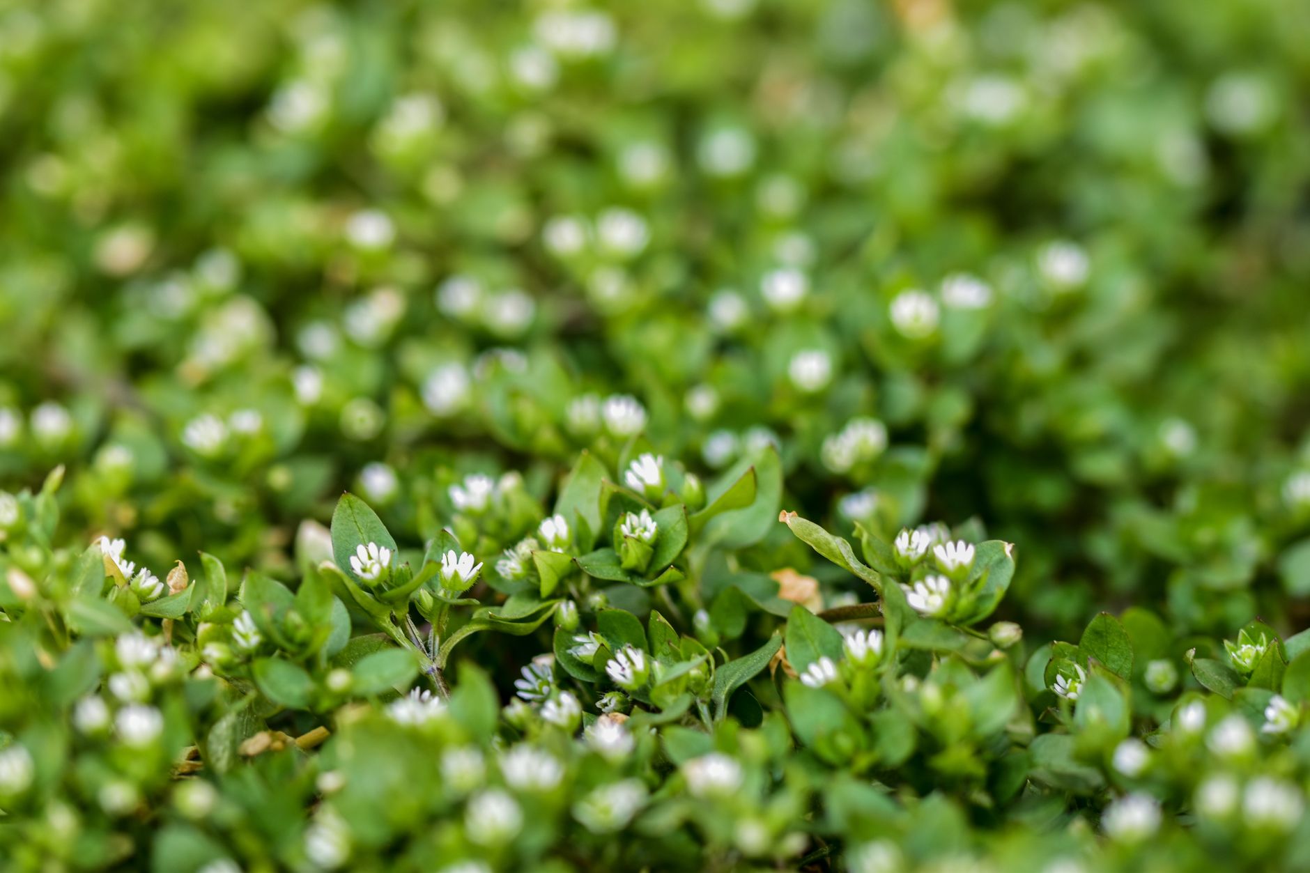 Vibrant green plants with small white flowers in a natural setting, showcasing lush foliage.