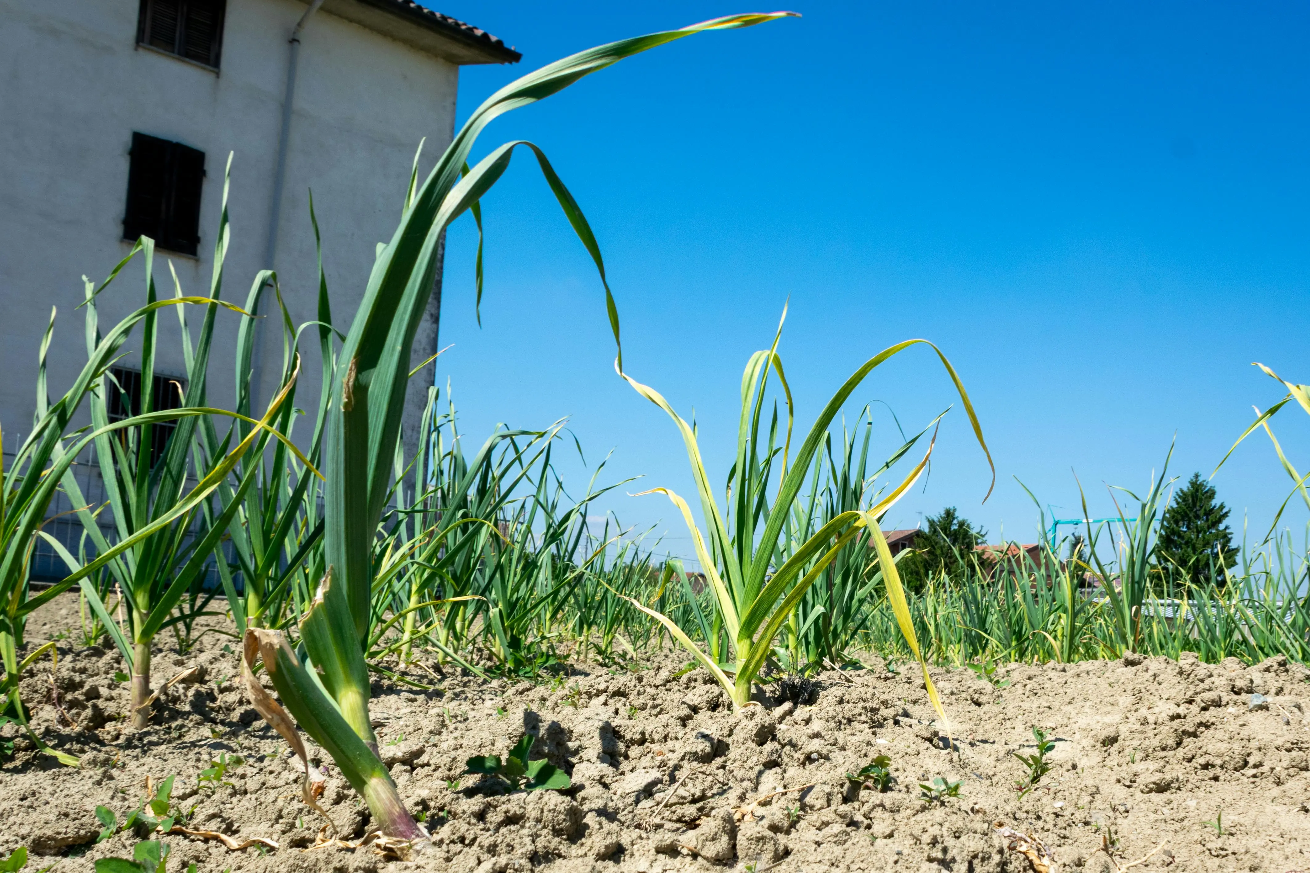 A green curling garlic scape emerging from a hardneck garlic plant in a garden bed, showing the flower bulge at the tip