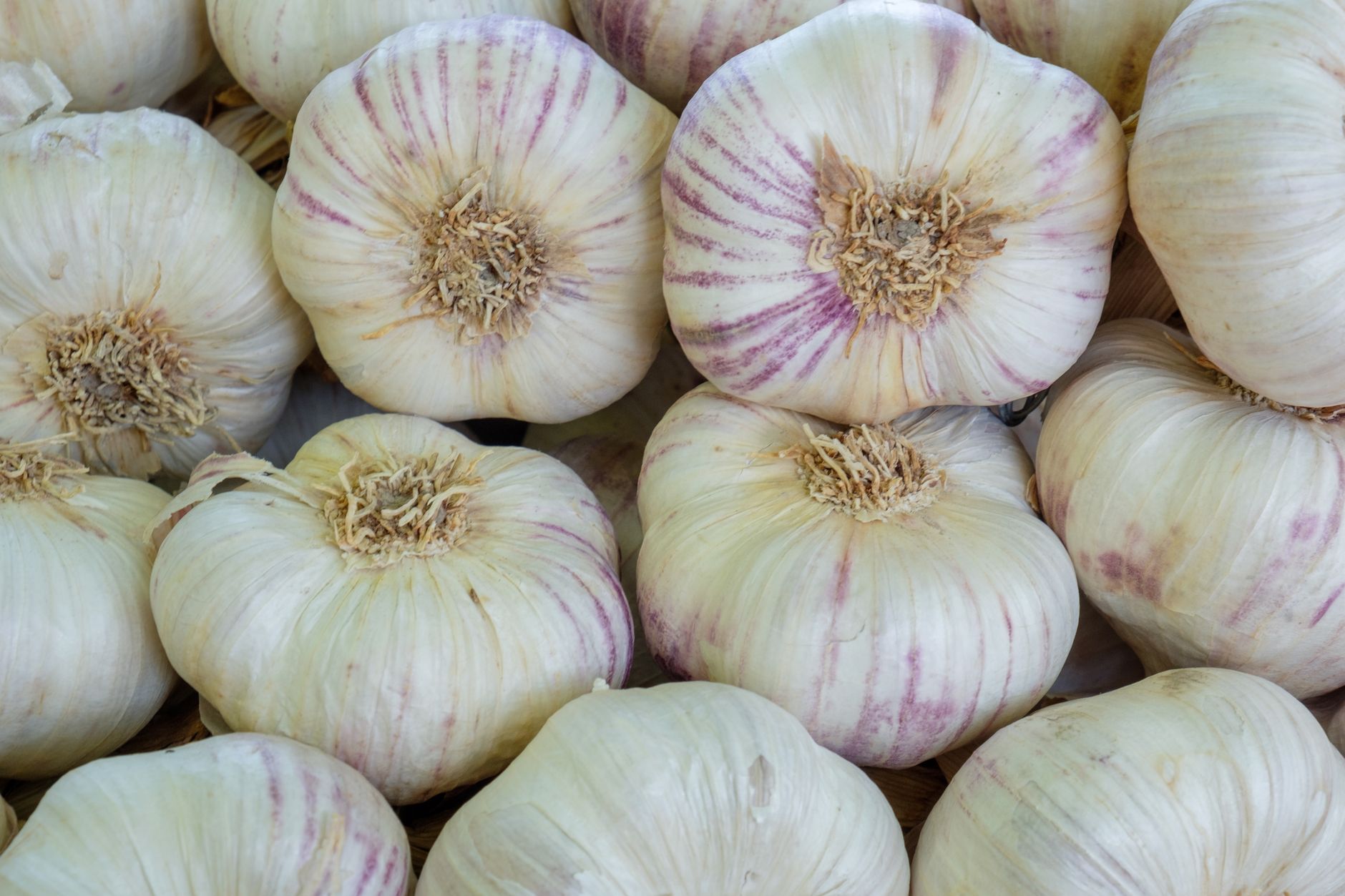 A green curling garlic scape emerging from a hardneck garlic plant in a garden bed, showing the flower bulge at the tip