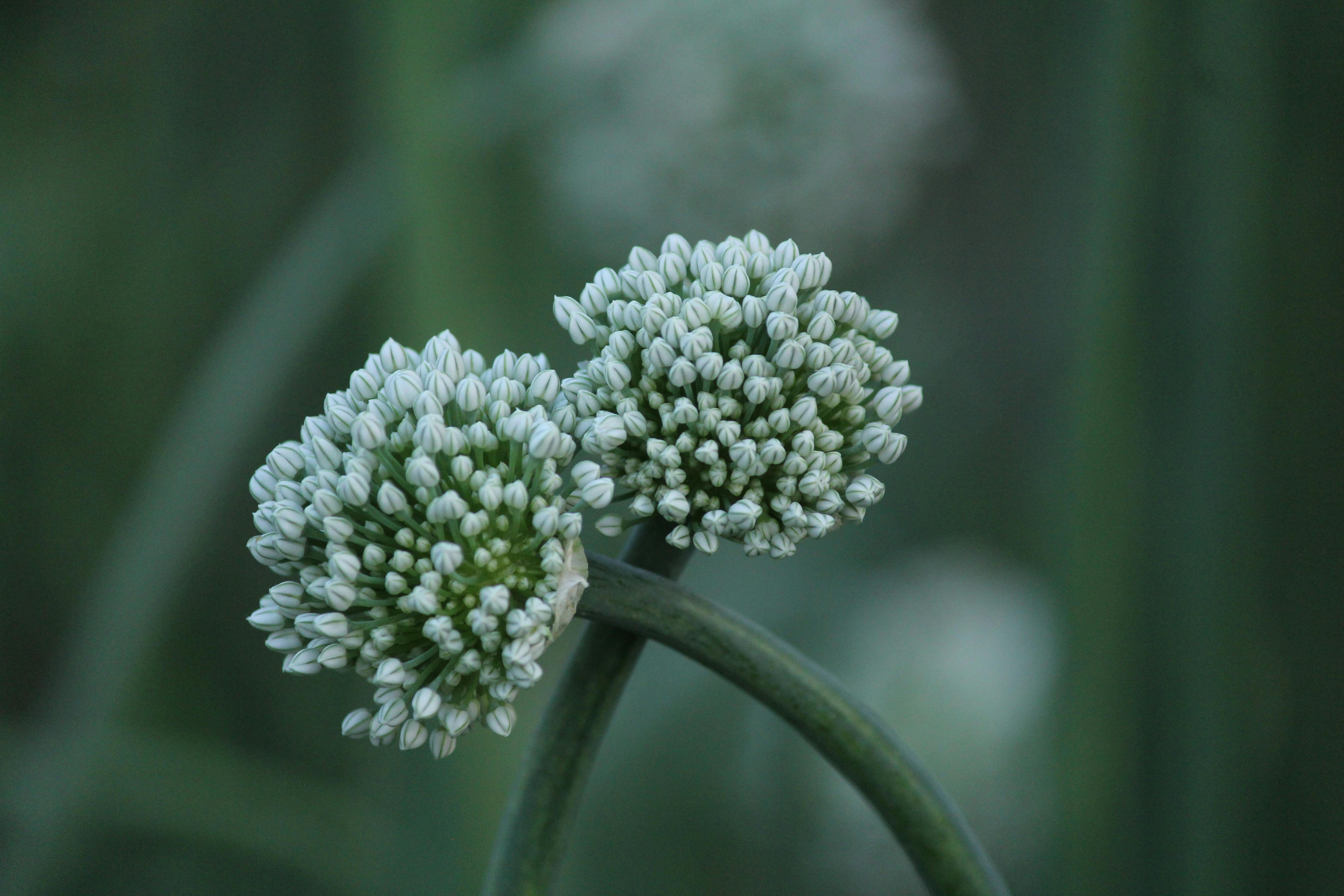 A green curling garlic scape emerging from a hardneck garlic plant in a garden bed, showing the flower bulge at the tip