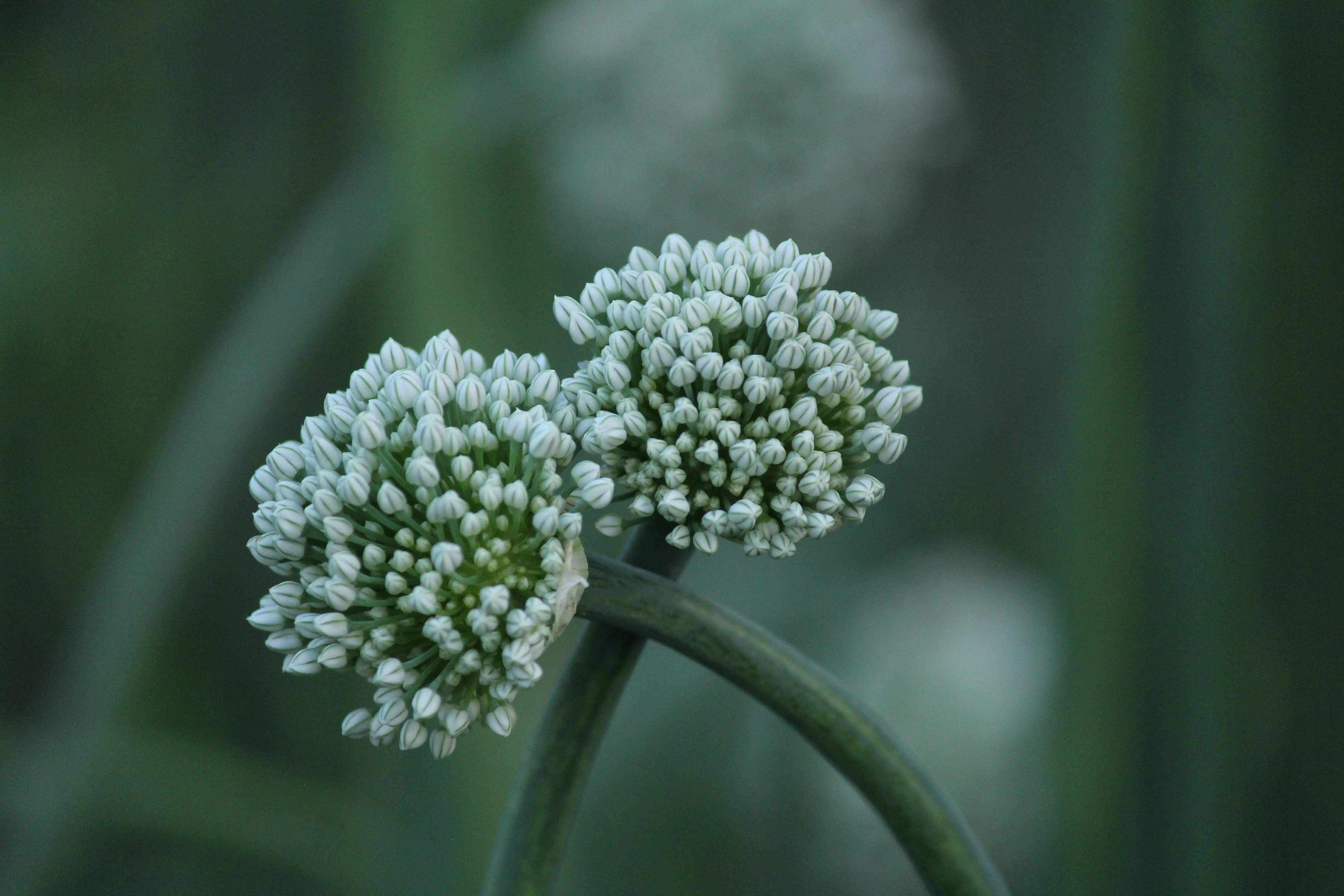 A green curling garlic scape emerging from a hardneck garlic plant in a garden bed, showing the flower bulge at the tip
