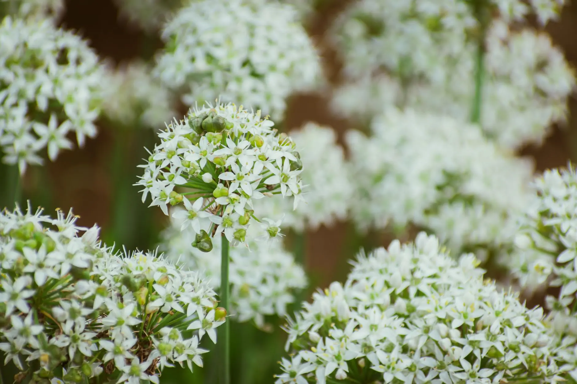 A detailed close-up of delicate white garlic chive flowers in full bloom, showcasing natural beauty.