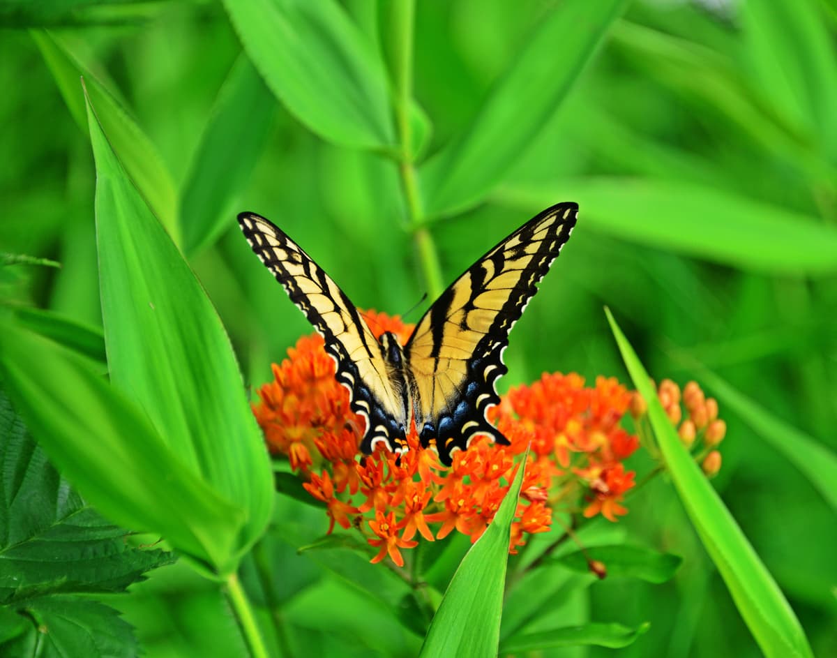 A colorful meadow featuring blooming wildflowers in vibrant spring colors.