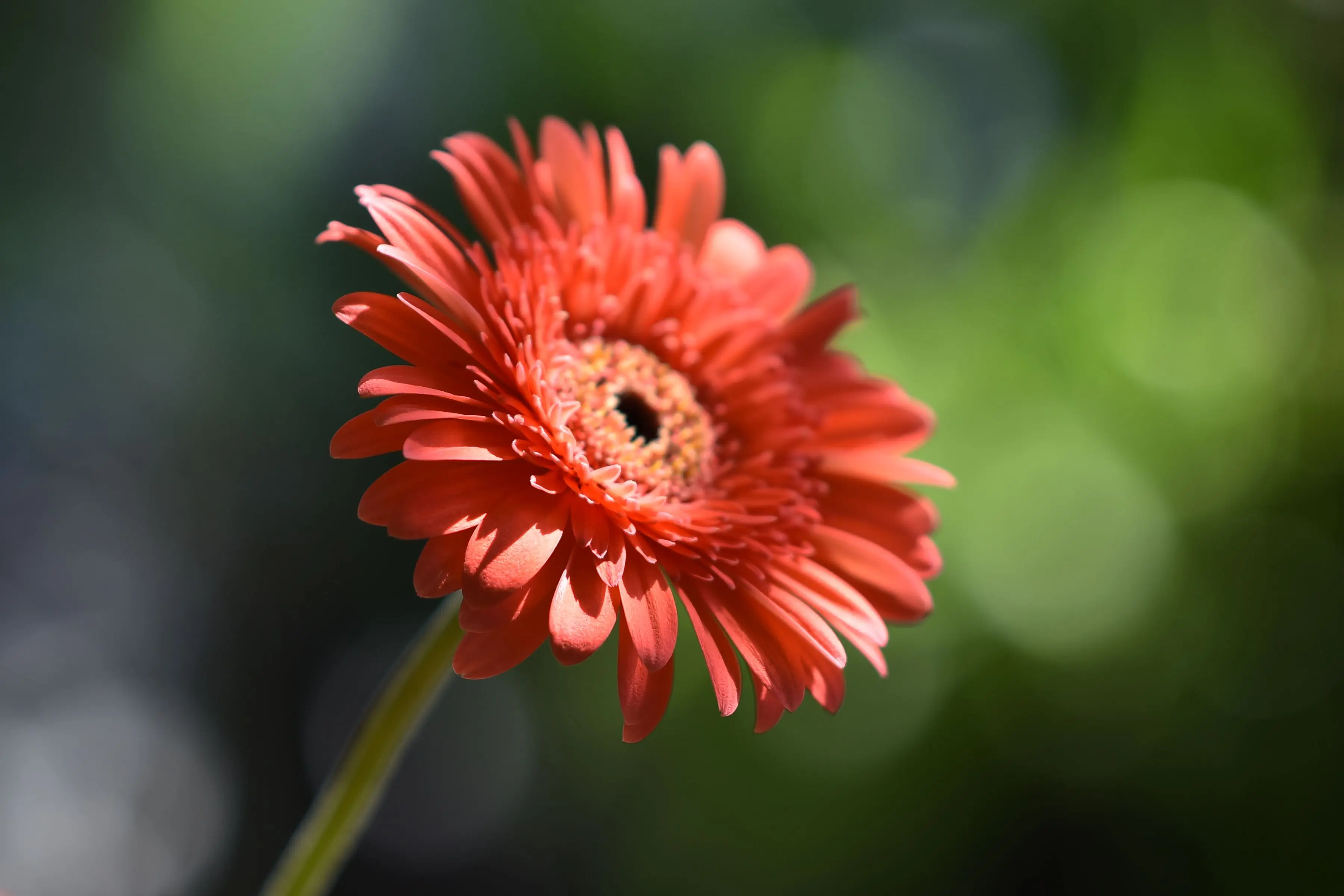 A close-up of a colorful gerbera daisy plant with bright blooms and green leaves in a garden setting, illustrating healthy gerbera daisy care.